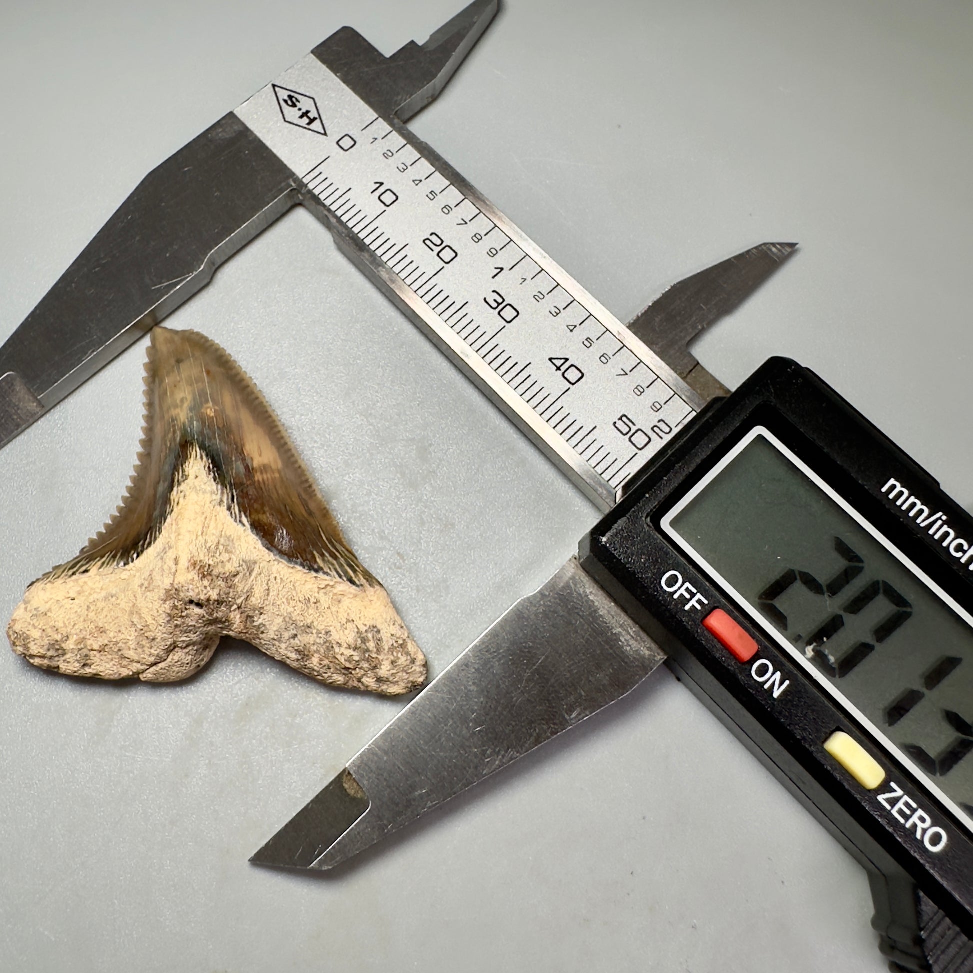 HUGE (max size) 2.01" Fossil Extinct Snaggletooth - Hemipristis serra - Bone Valley, FL R613 - Front in calipers
