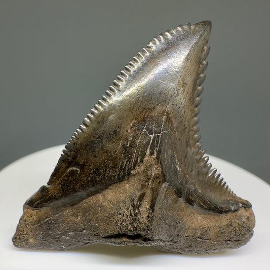 Large 1.85" Fossil Extinct Snaggletooth - Hemipristis serra from the Peace River, Florida R614 - Front