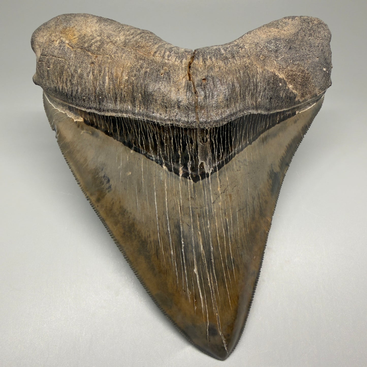 Front View Authentic 5.44" Collector Megalodon Tooth from South Carolina – Collector's Quality CM5523 - 4