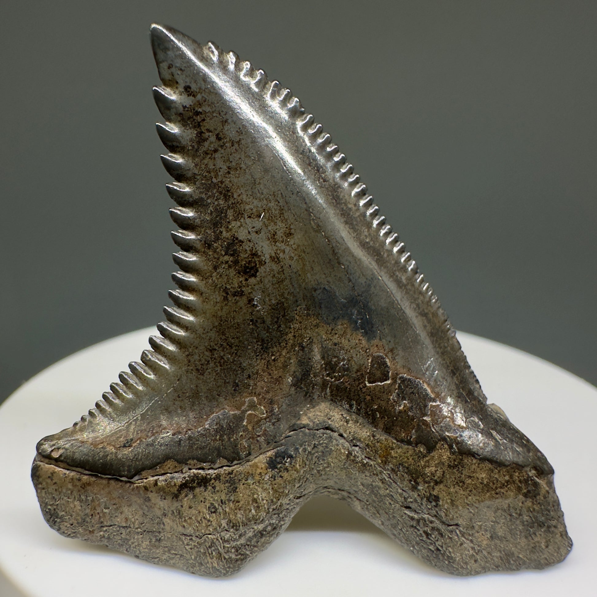Large 1.85" Fossil Extinct Snaggletooth - Hemipristis serra from the Peace River, Florida R614 - Back