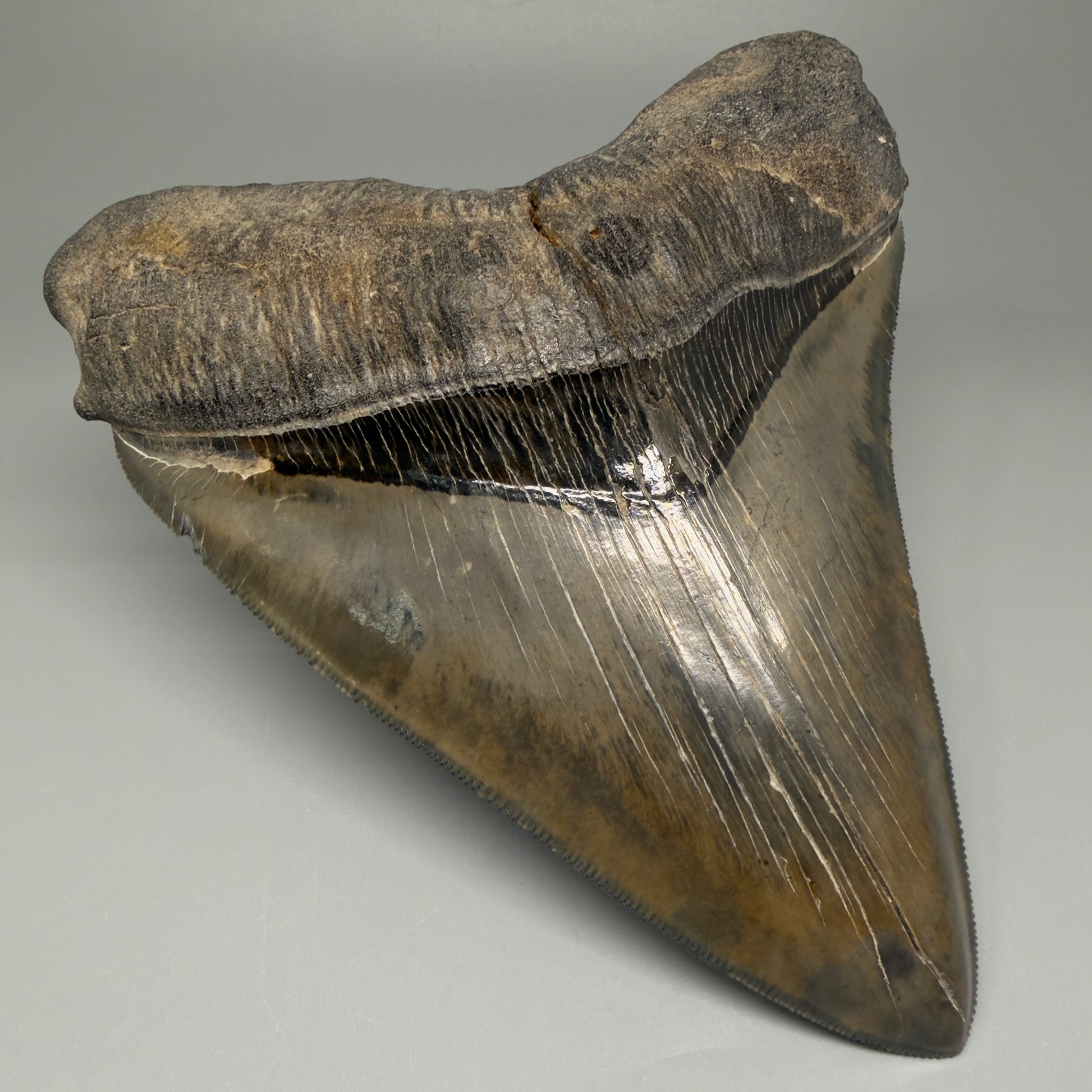 Front Left View Authentic 5.44" Collector Megalodon Tooth from South Carolina – Collector's Quality CM5523 