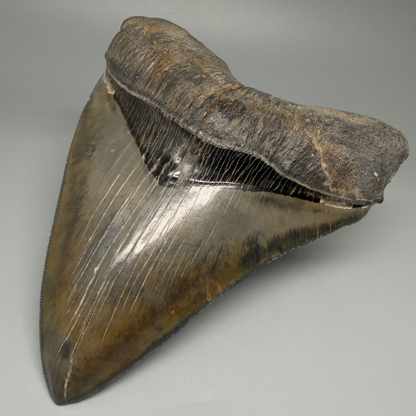 Front Right View Authentic 5.44" Collector Megalodon Tooth from South Carolina – Collector's Quality CM5523 