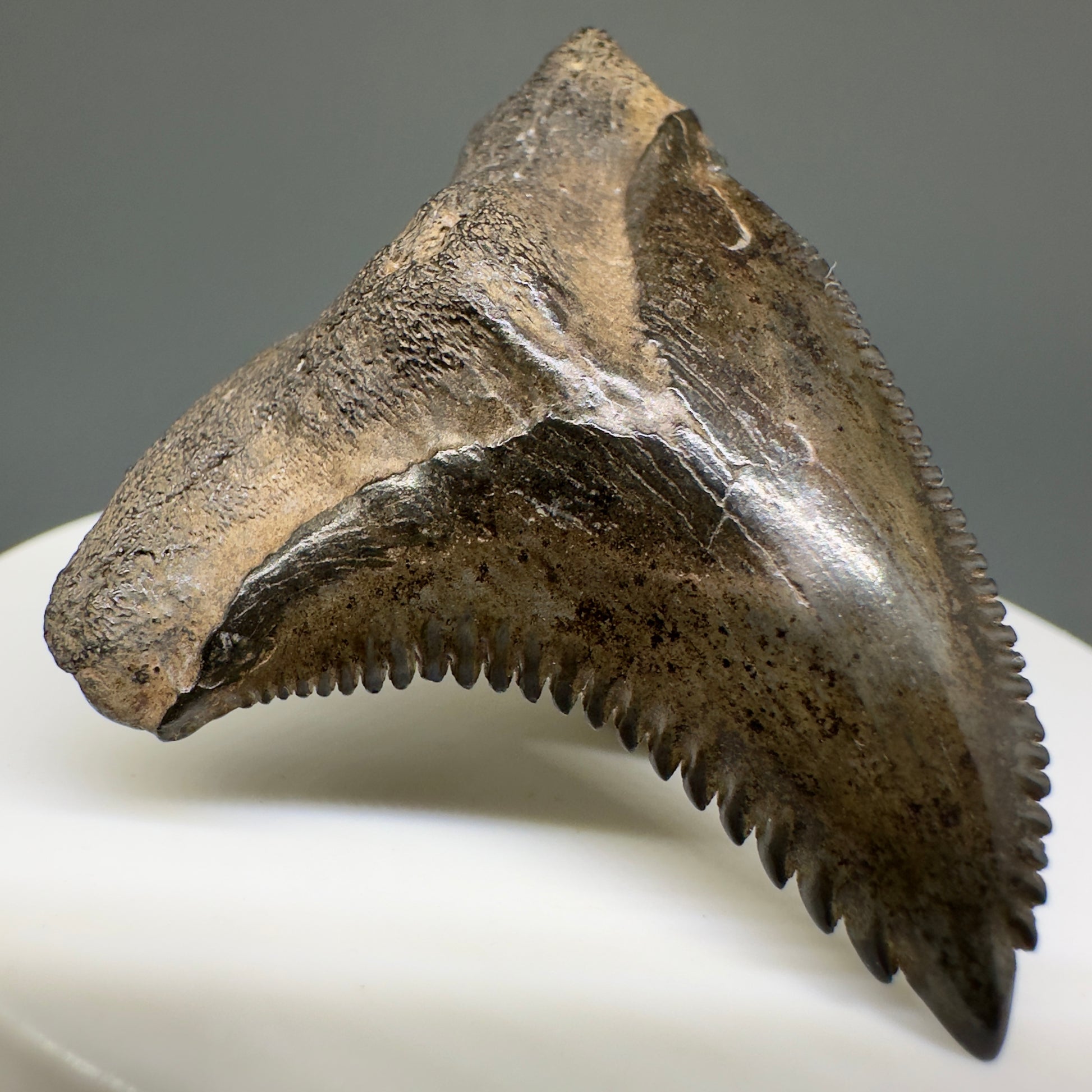 Large 1.85" Fossil Extinct Snaggletooth - Hemipristis serra from the Peace River, Florida R614 - Front Left