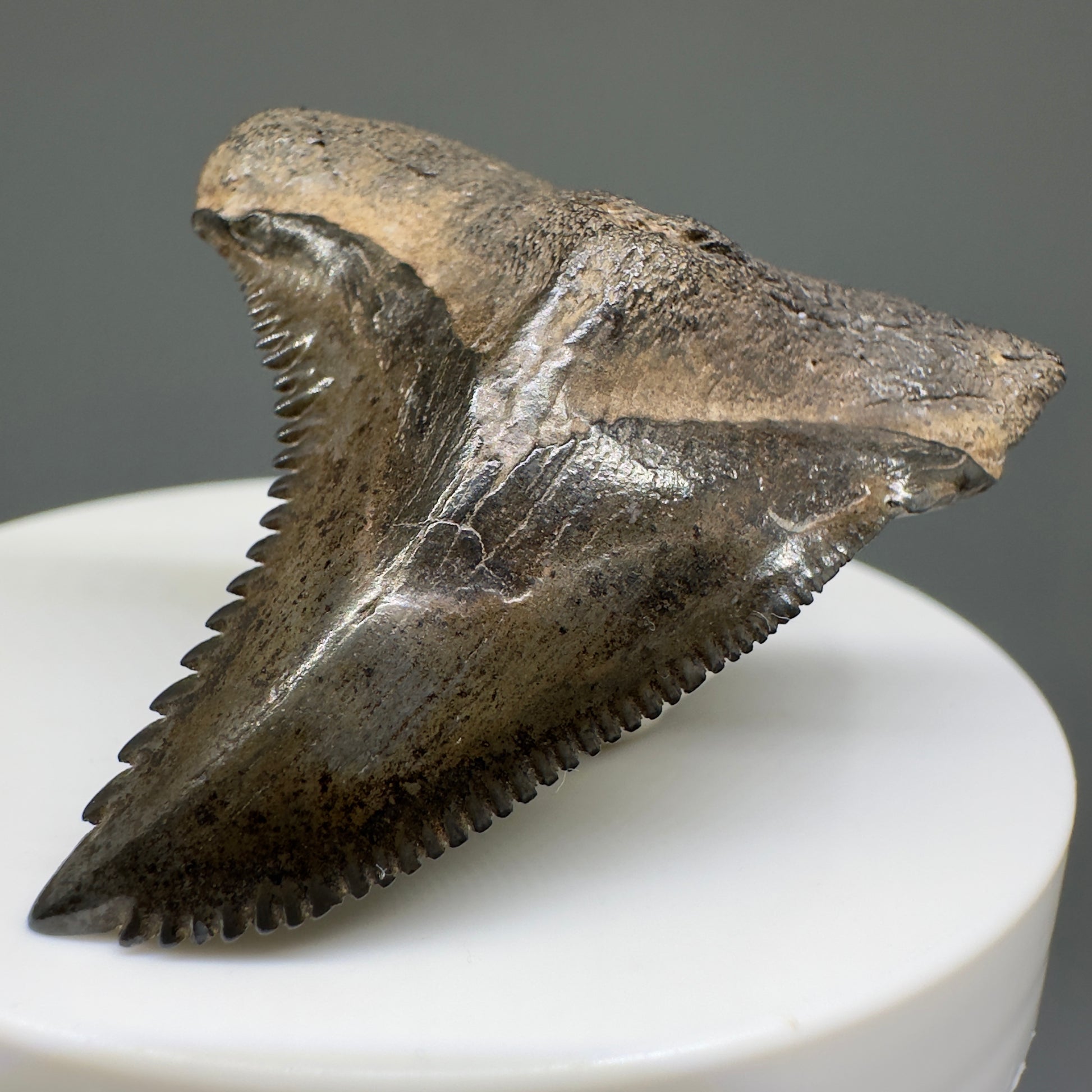 Large 1.85" Fossil Extinct Snaggletooth - Hemipristis serra from the Peace River, Florida R614 - Front Right