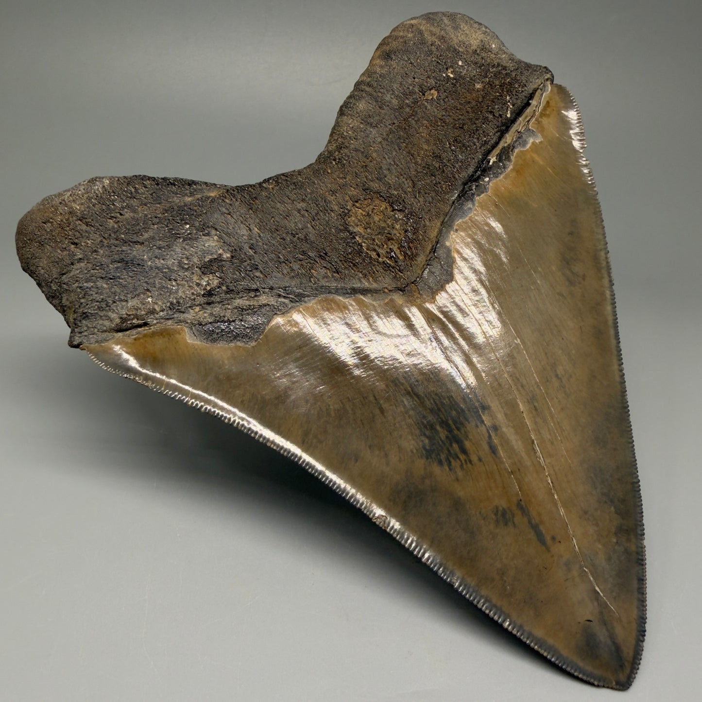Back Left  View Authentic 5.44" Collector Megalodon Tooth from South Carolina – Collector's Quality CM5523 