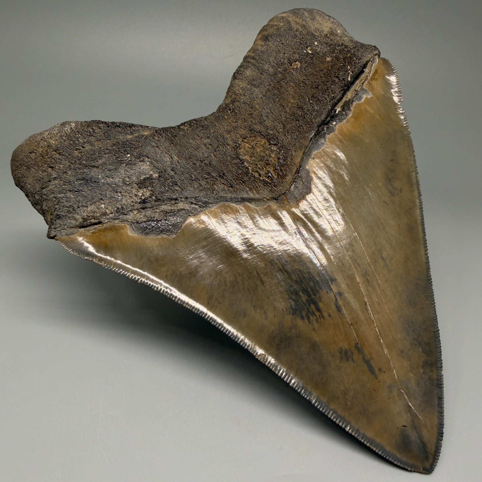 Back Left  View Authentic 5.44" Collector Megalodon Tooth from South Carolina – Collector's Quality CM5523 