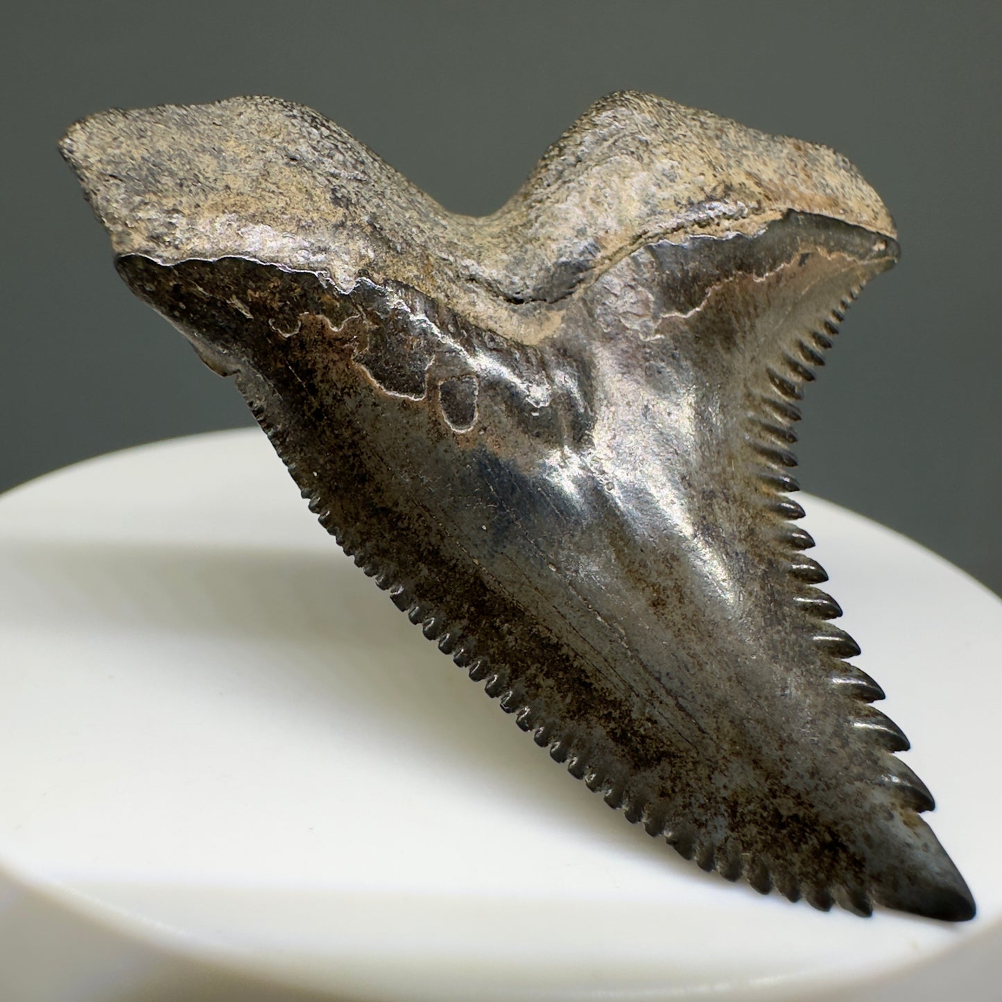 Large 1.85" Fossil Extinct Snaggletooth - Hemipristis serra from the Peace River, Florida R614 - Back Left