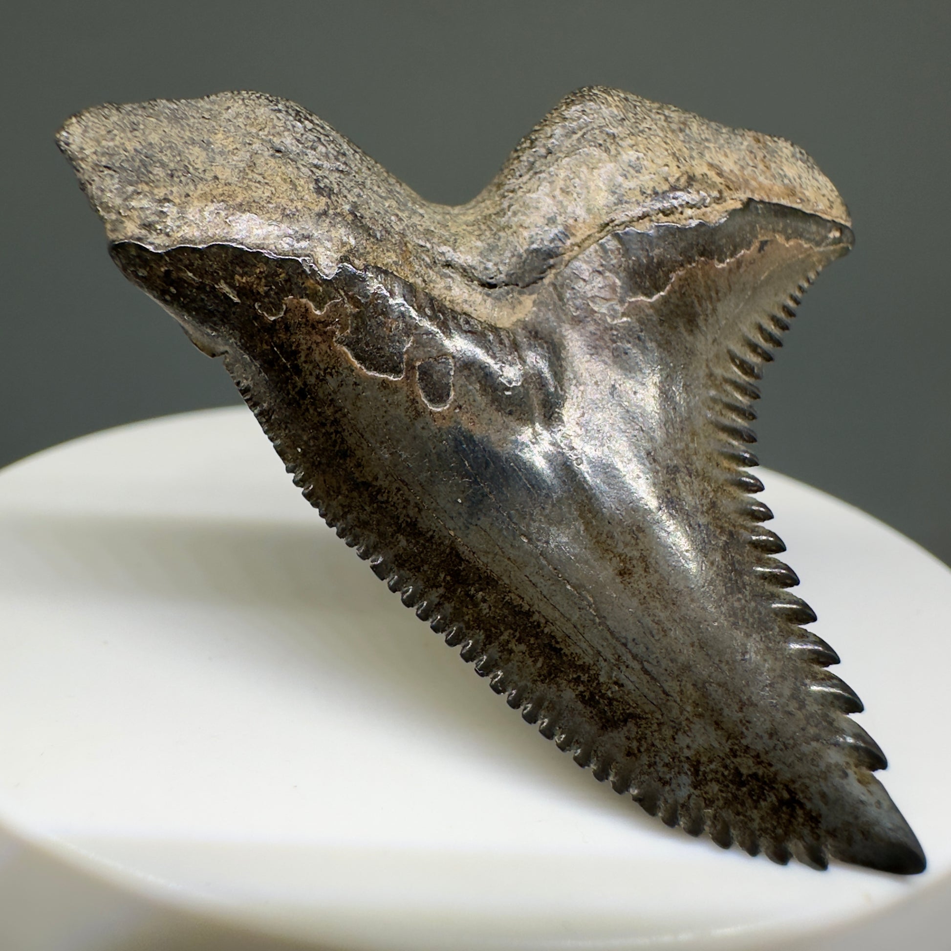 Large 1.85" Fossil Extinct Snaggletooth - Hemipristis serra from the Peace River, Florida R614 - Back Left
