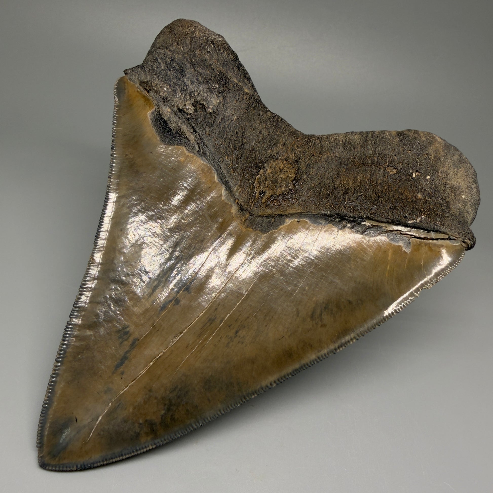 Back Right View Authentic 5.44" Collector Megalodon Tooth from South Carolina – Collector's Quality CM5523 
