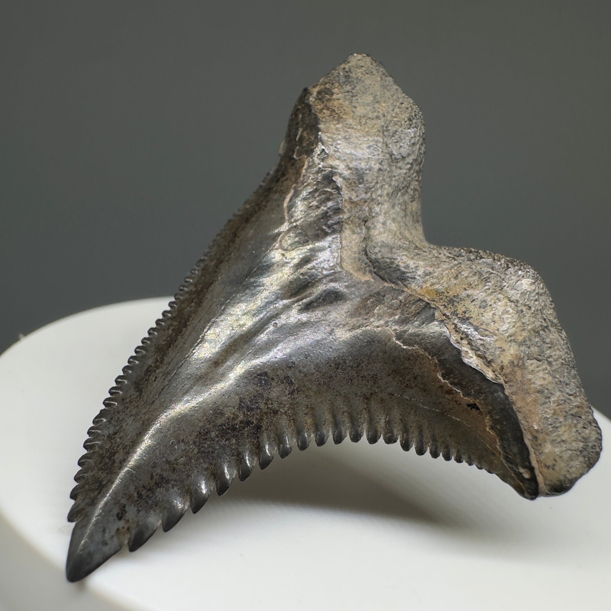 Large 1.85" Fossil Extinct Snaggletooth - Hemipristis serra from the Peace River, Florida R614 - Back Right