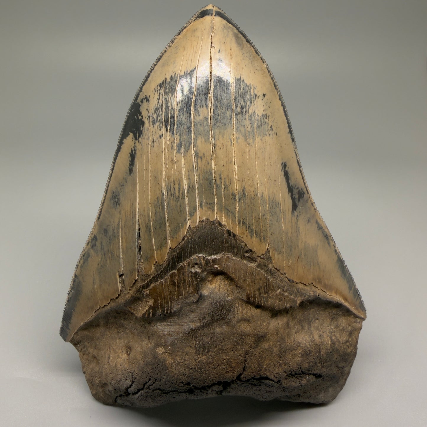 Front View Authentic 5.31" Collector Megalodon Tooth from South Carolina – Collector's Quality CM5522 - 3