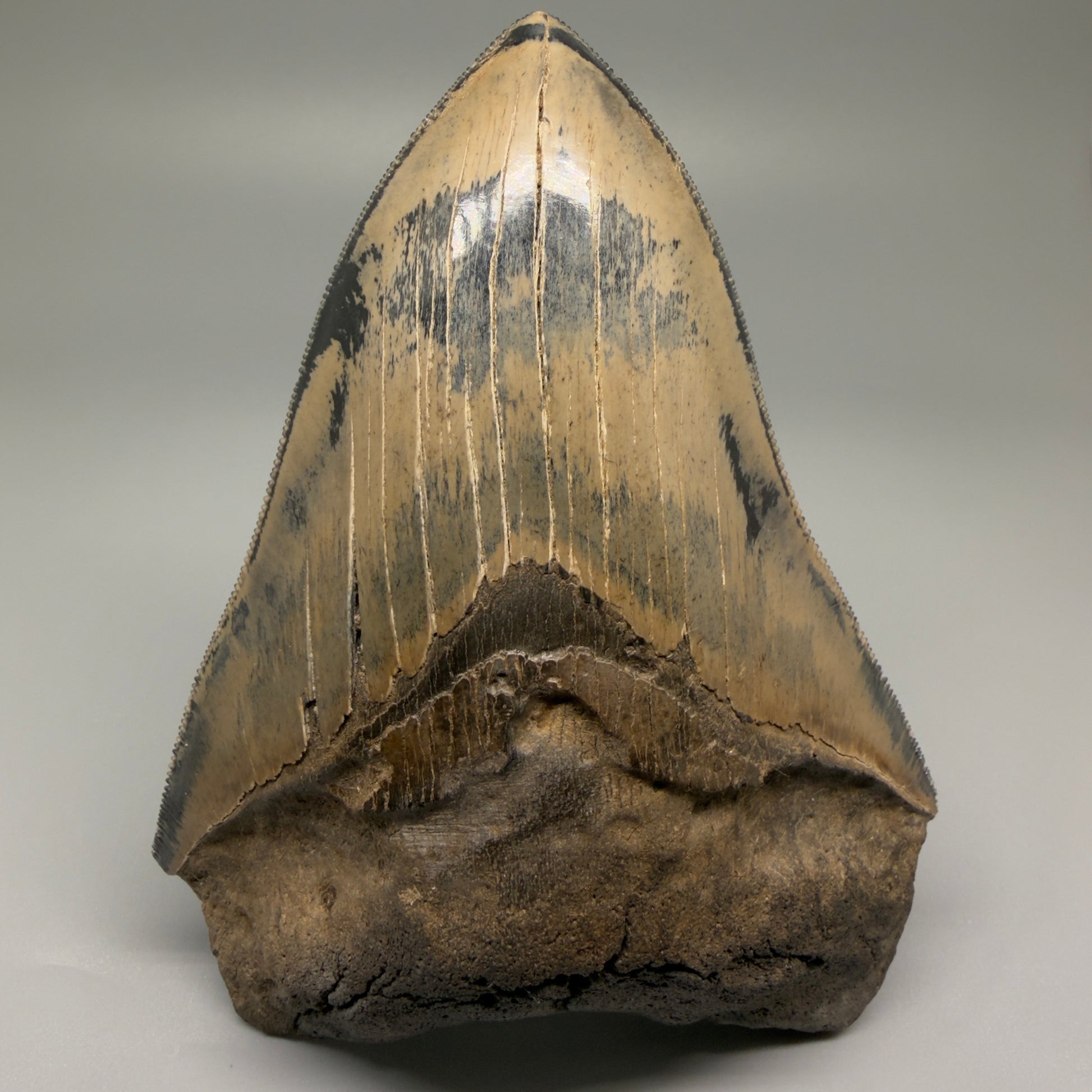 Front View Authentic 5.31" Collector Megalodon Tooth from South Carolina – Collector's Quality CM5522 - 3