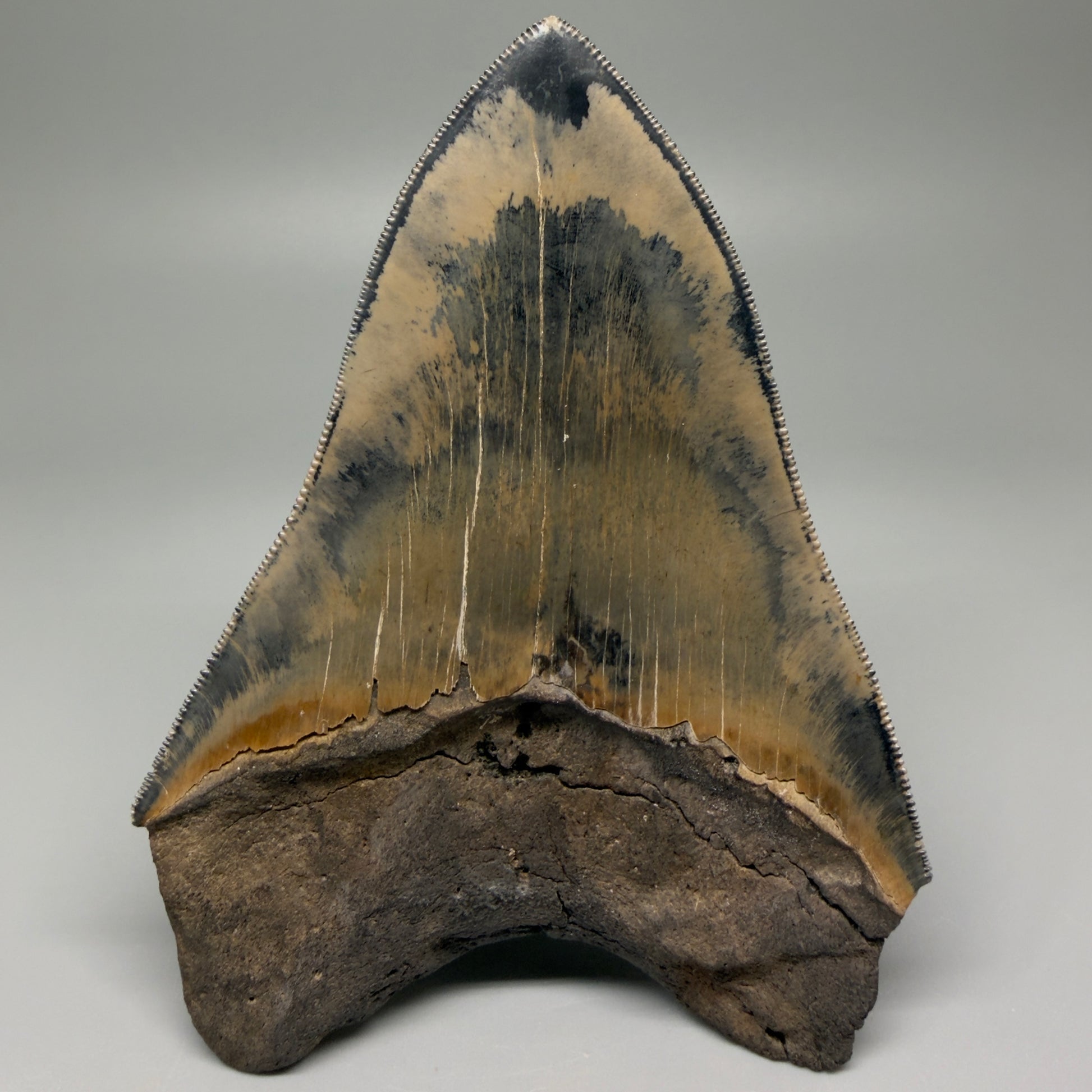Back View Authentic 5.31" Collector Megalodon Tooth from South Carolina – Collector's Quality CM5522