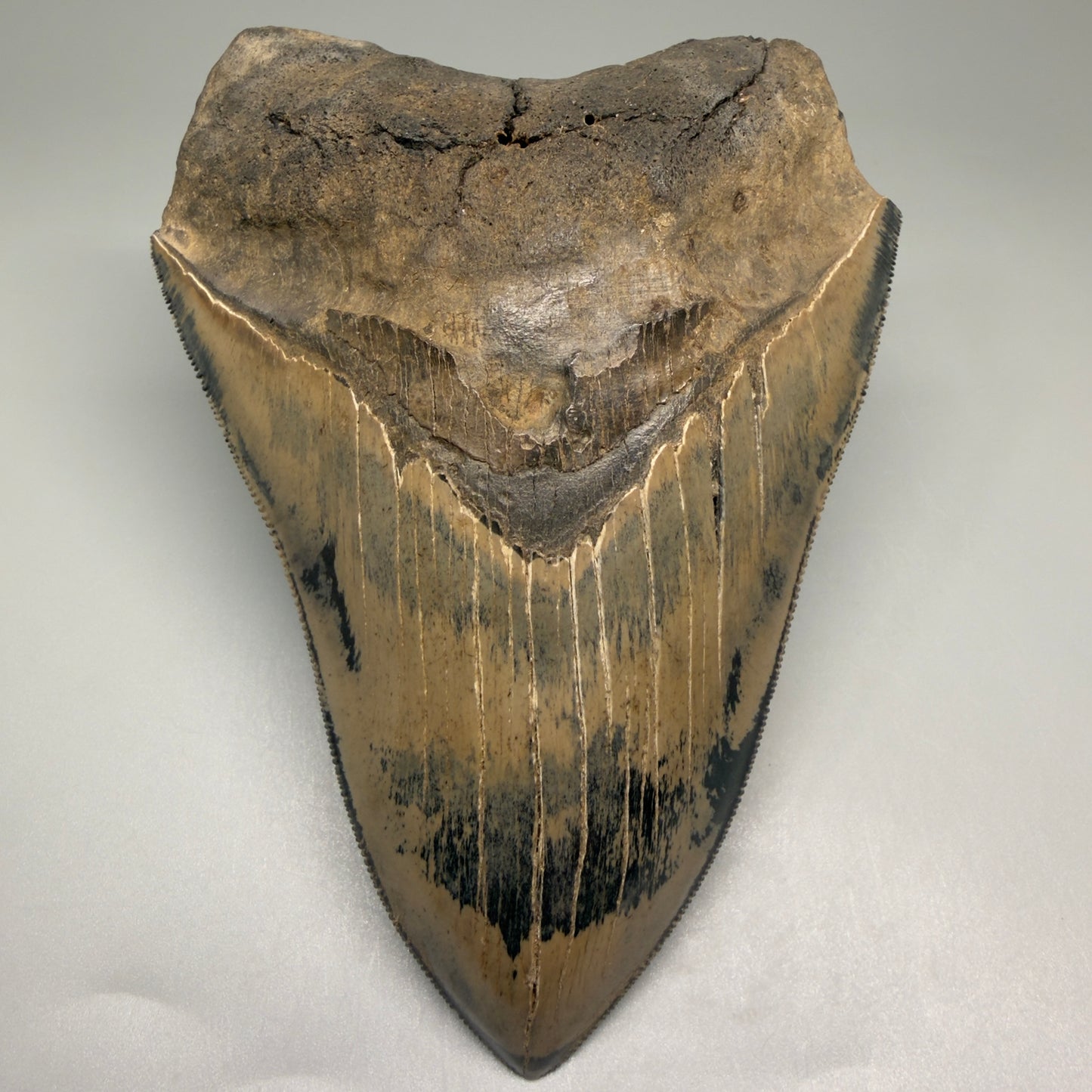 Front View Authentic 5.31" Collector Megalodon Tooth from South Carolina – Collector's Quality CM5522 - 2