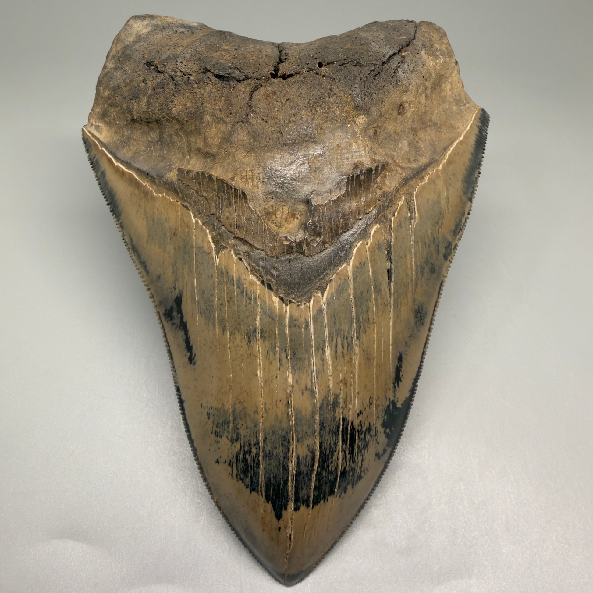 Front View Authentic 5.31" Collector Megalodon Tooth from South Carolina – Collector's Quality CM5522 - 2