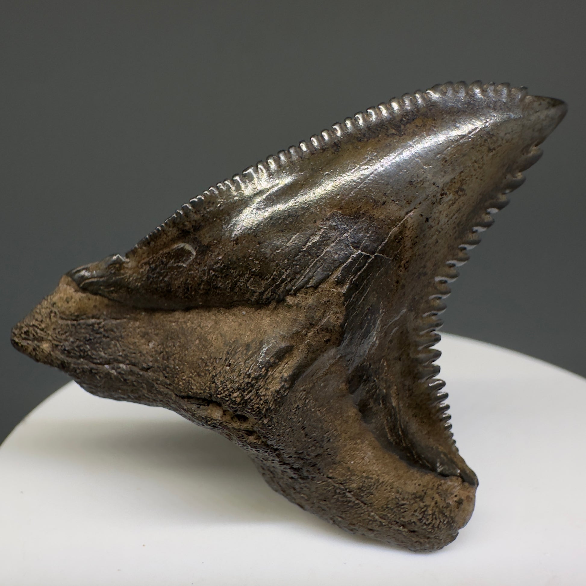Large 1.85" Fossil Extinct Snaggletooth - Hemipristis serra from the Peace River, Florida R614 - Front1