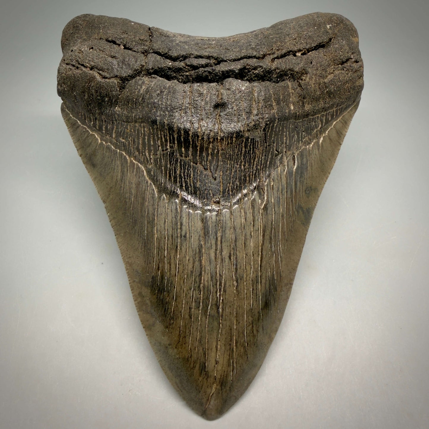 Front View Authentic Serrated 4.97" Megalodon Tooth from South Carolina – Great Shape MJ160 - 1