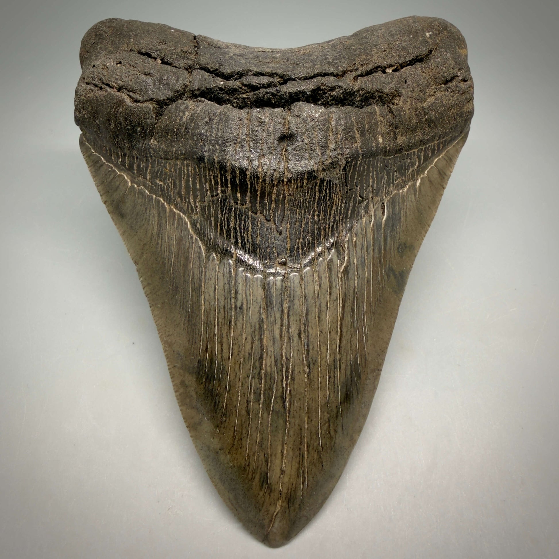 Front View Authentic Serrated 4.97" Megalodon Tooth from South Carolina – Great Shape MJ160 - 1