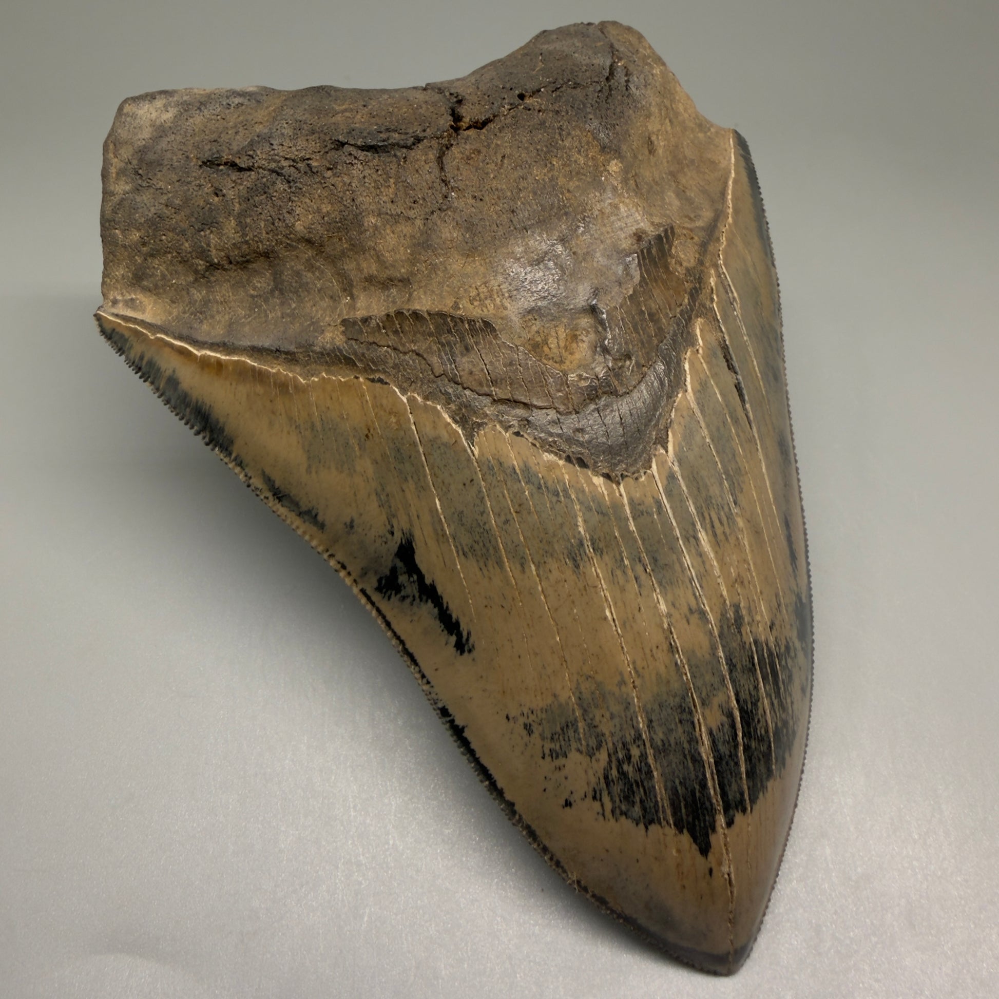 Front Left View Authentic 5.31" Collector Megalodon Tooth from South Carolina – Collector's Quality CM5522