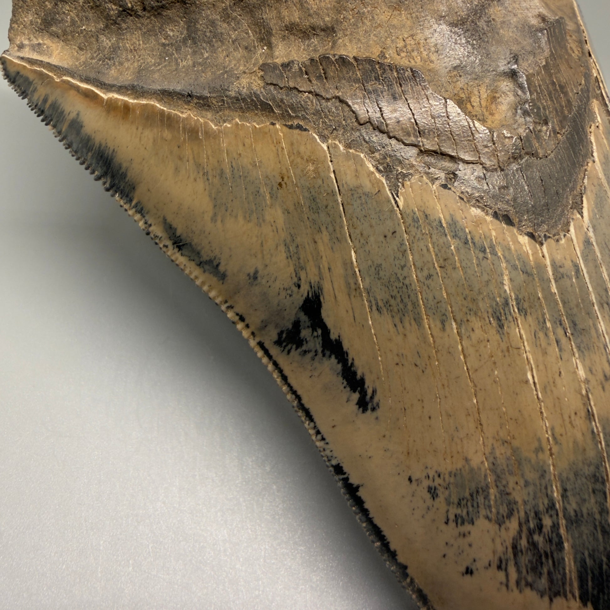 Front Left View Authentic 5.31" Collector Megalodon Tooth from South Carolina – Collector's Quality CM5522 - 1