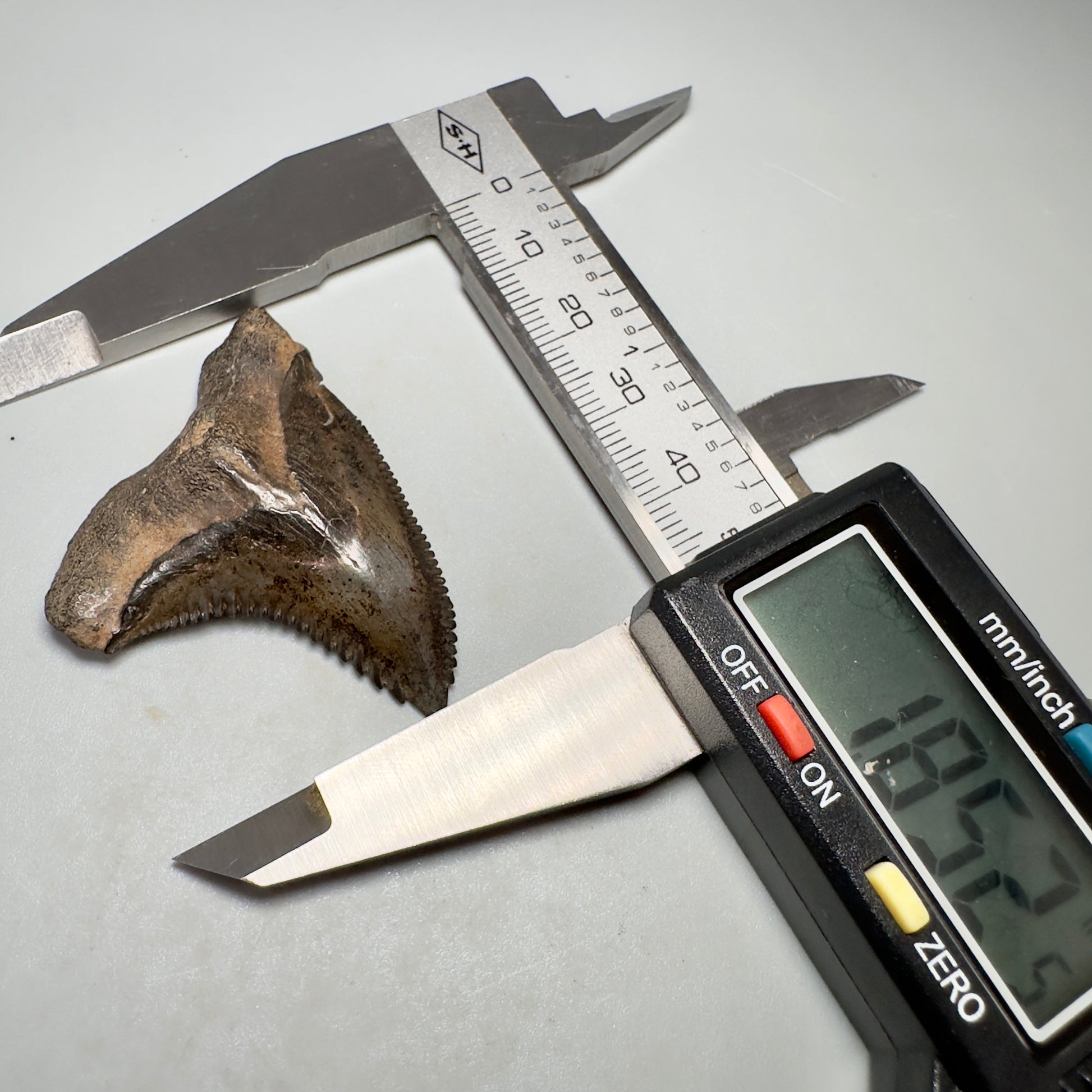 Large 1.85" Fossil Extinct Snaggletooth - Hemipristis serra from the Peace River, Florida R614 - Front on calipers