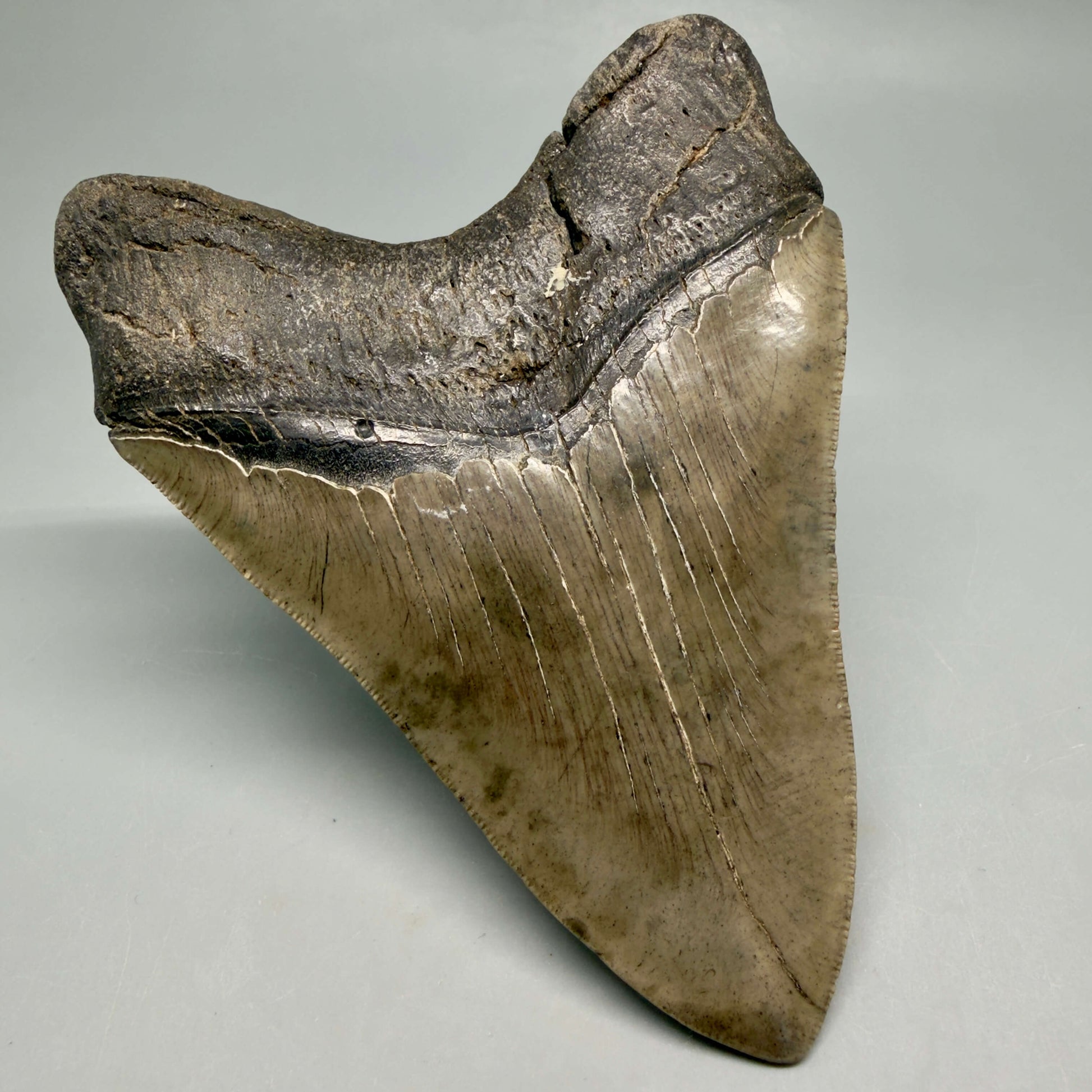 Back Left View Authentic Serrated 4.97" Megalodon Tooth from South Carolina – Great Shape MJ160