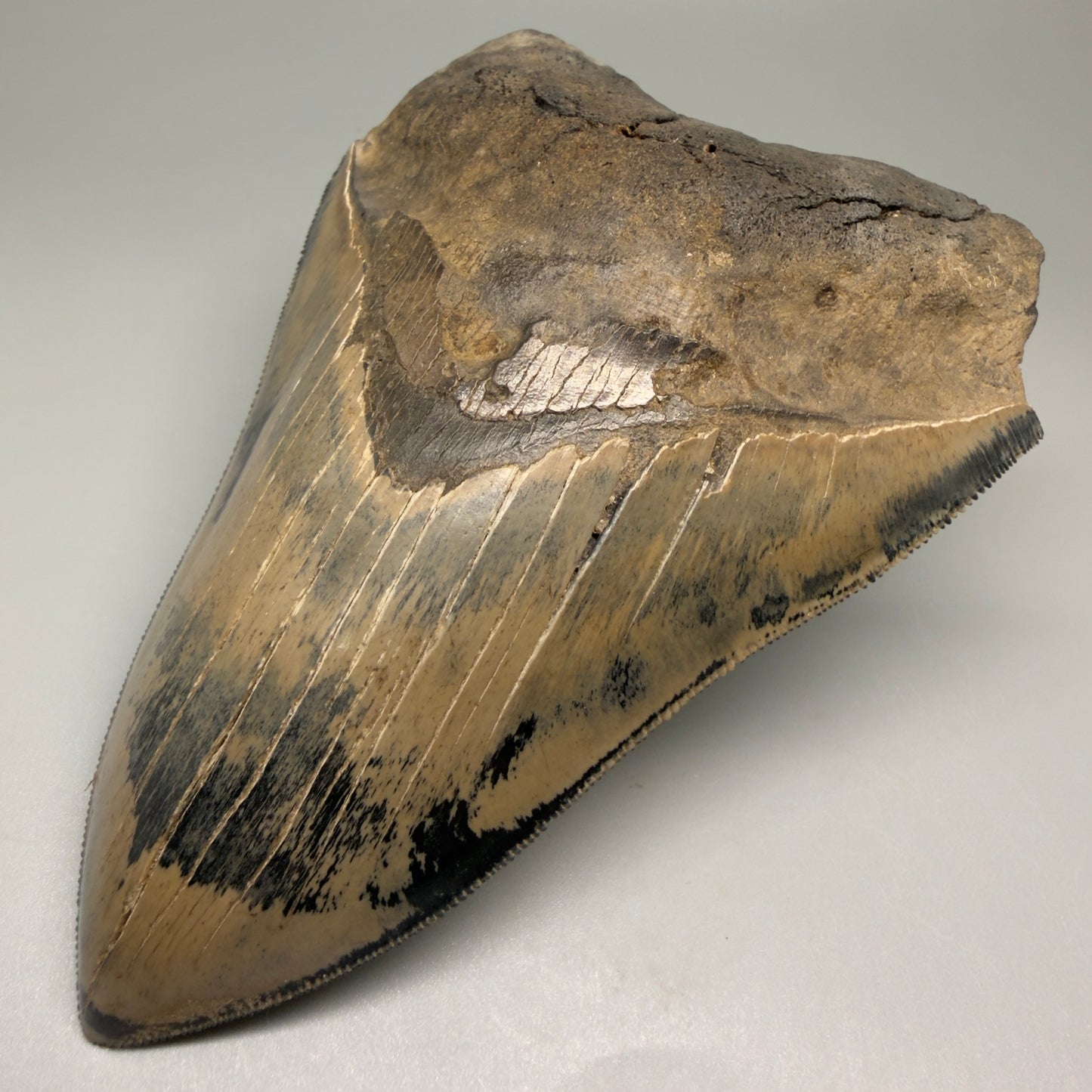 Front Right View Authentic 5.31" Collector Megalodon Tooth from South Carolina – Collector's Quality CM5522