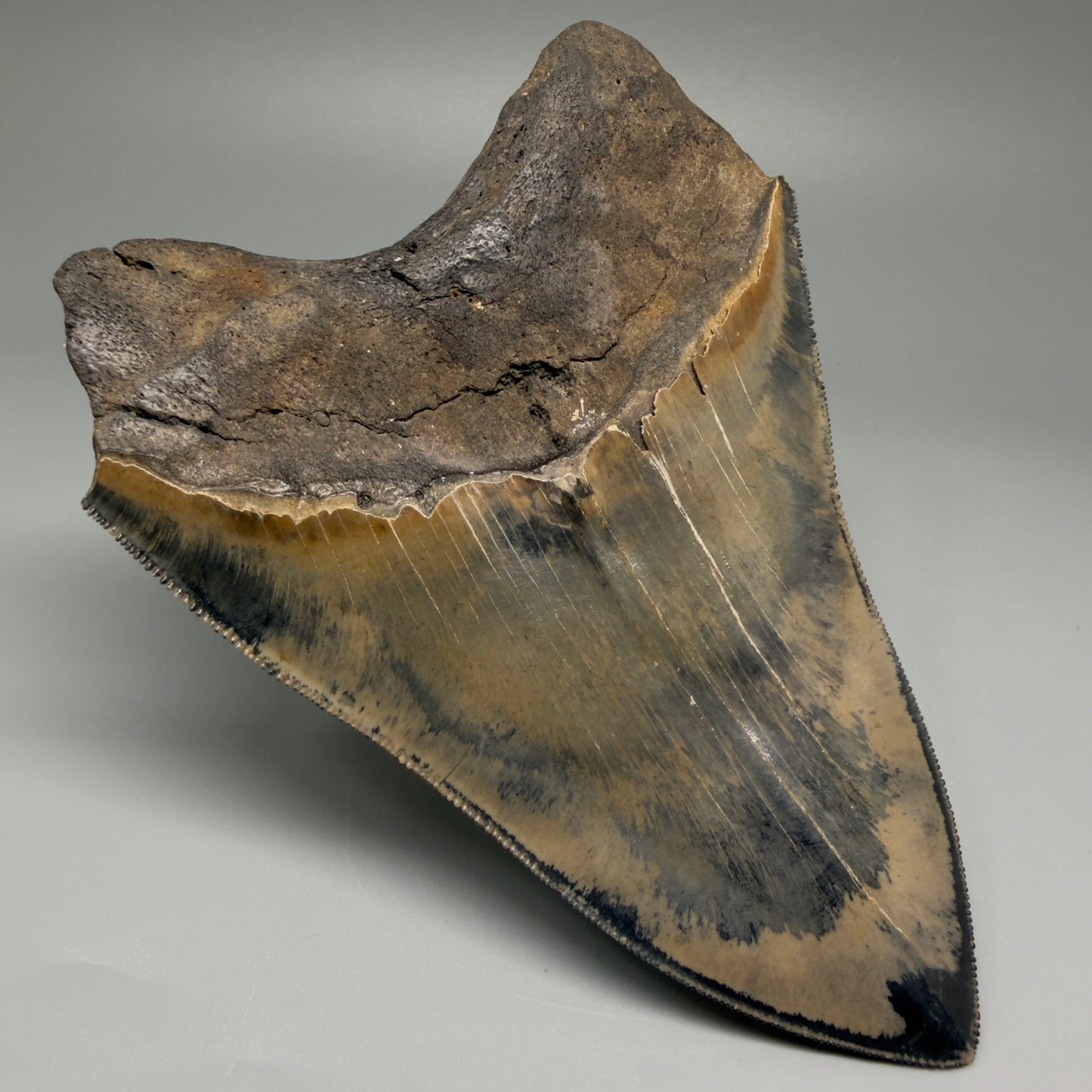 Back Left View Authentic 5.31" Collector Megalodon Tooth from South Carolina – Collector's Quality CM5522