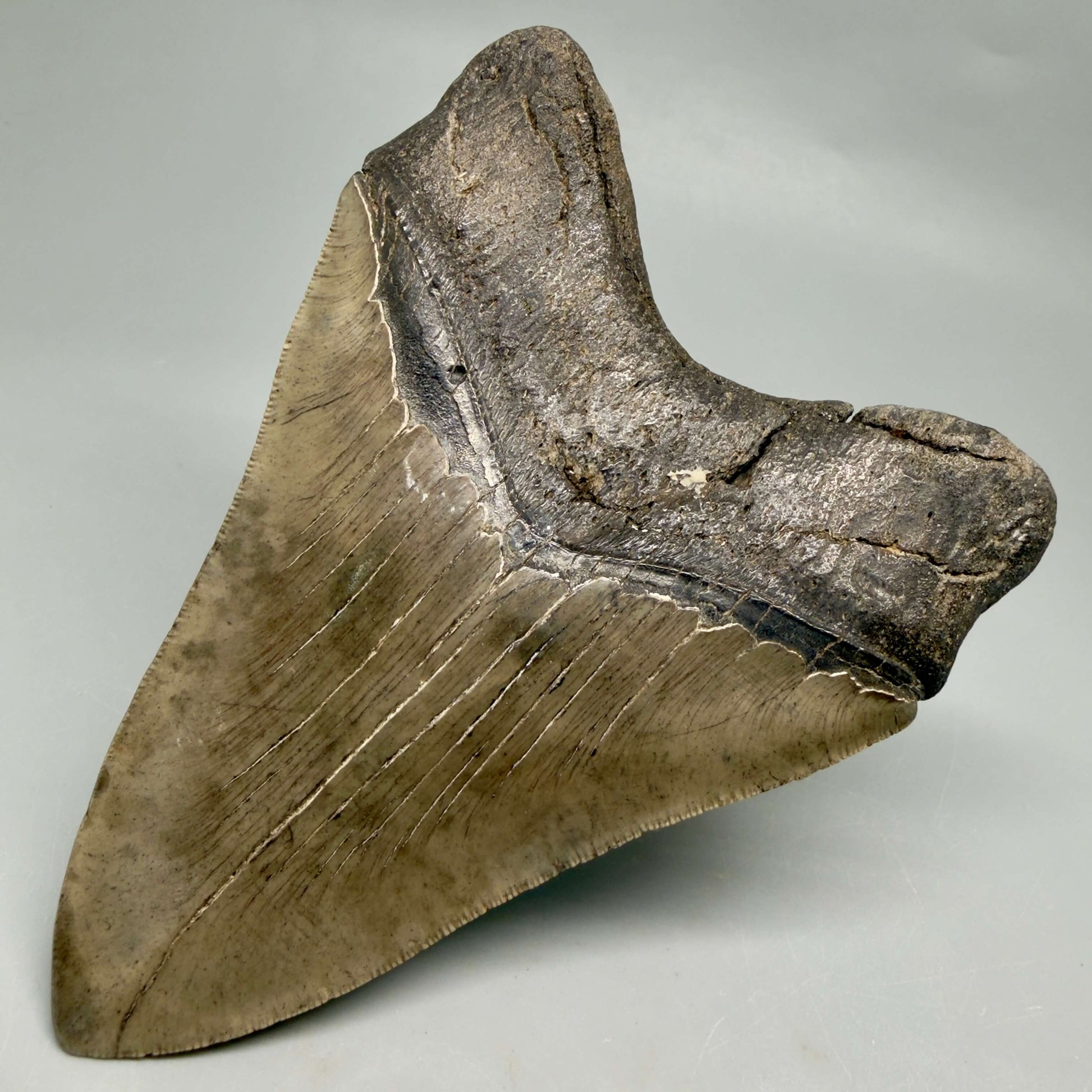 Back Right View Authentic Serrated 4.97" Megalodon Tooth from South Carolina – Great Shape MJ160