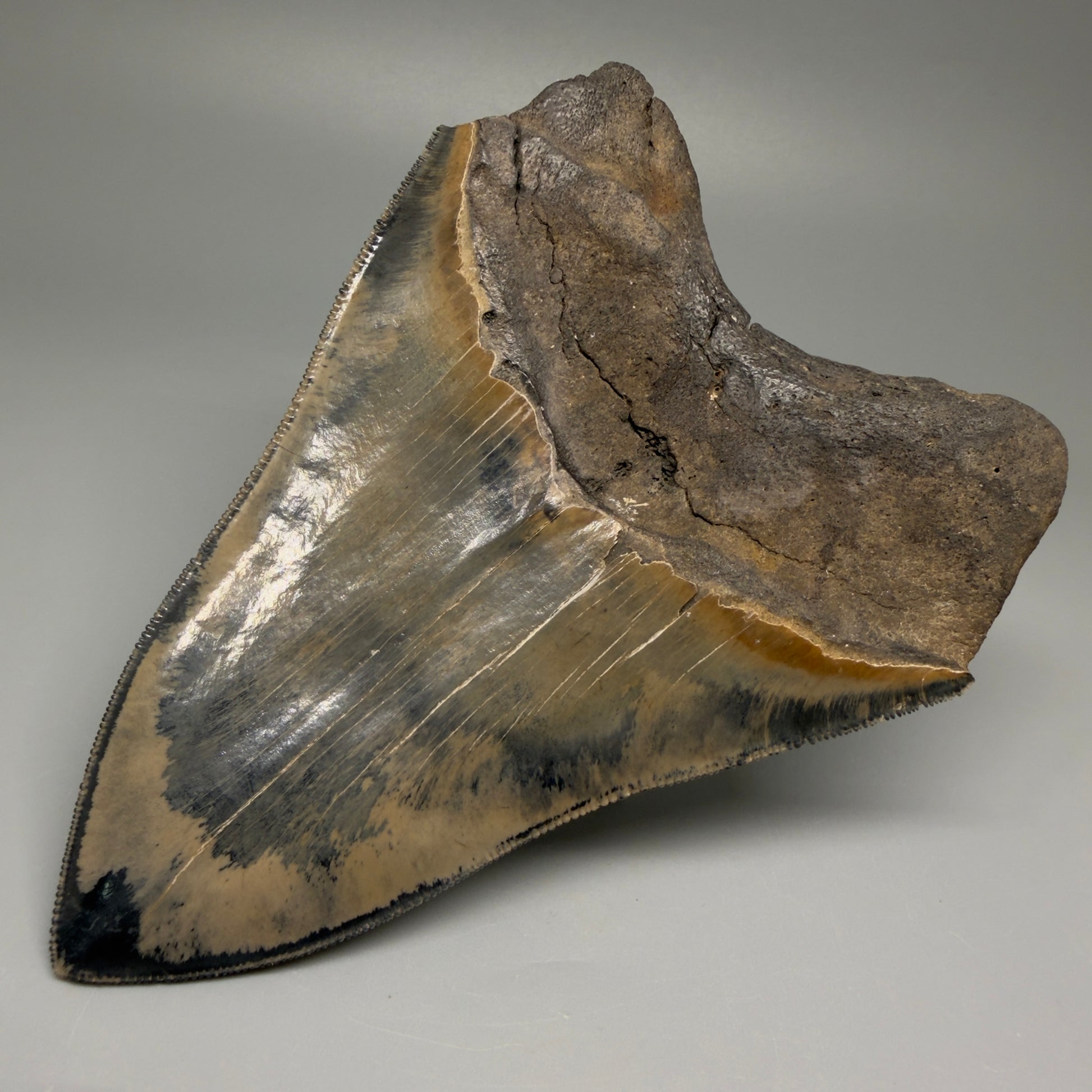 Back Right View Authentic 5.31" Collector Megalodon Tooth from South Carolina – Collector's Quality CM5522