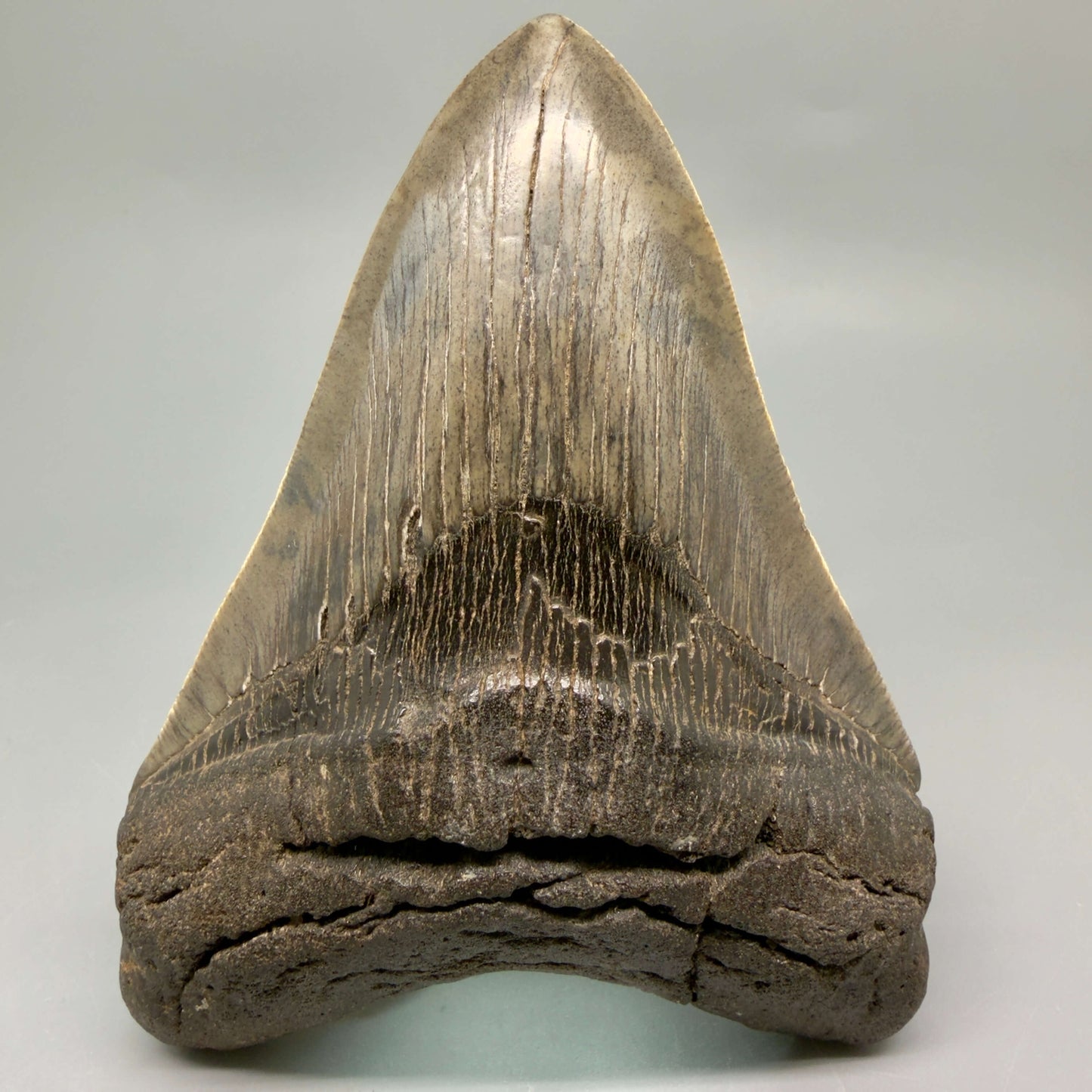 Front View Authentic Serrated 4.97" Megalodon Tooth from South Carolina – Great Shape MJ160 - 3