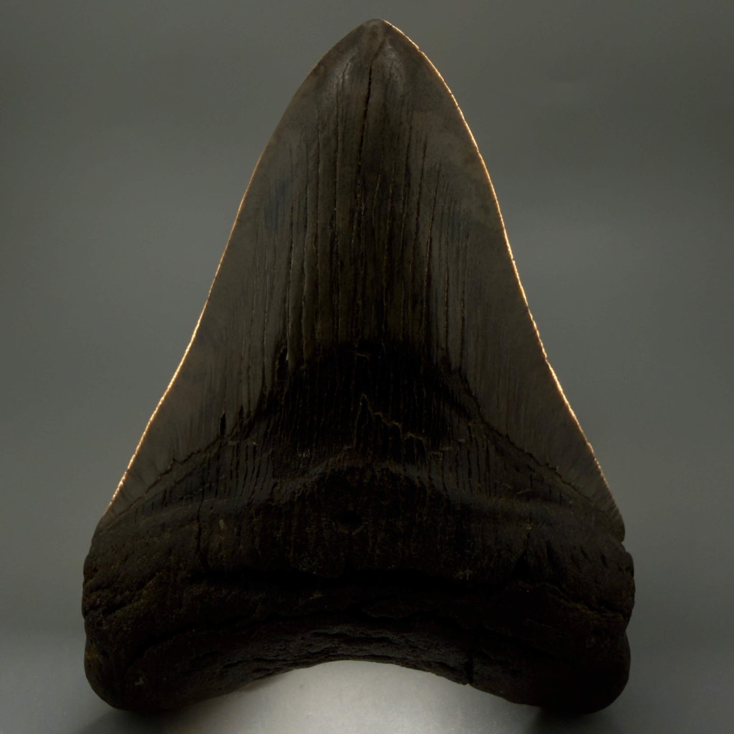 Front View Authentic Serrated 4.97" Megalodon Tooth from South Carolina – Great Shape MJ160 - 2