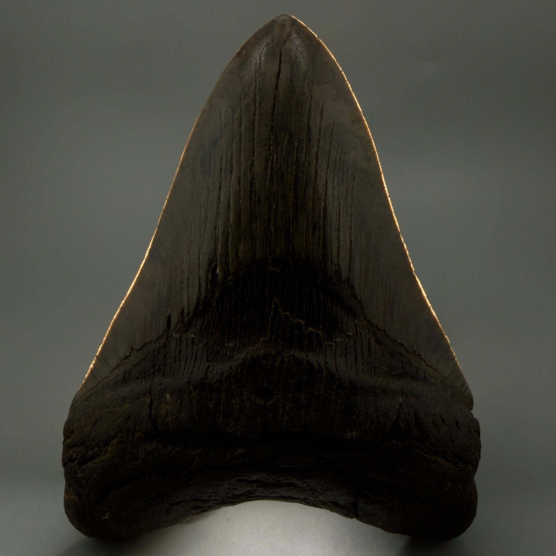 Front View Authentic Serrated 4.97" Megalodon Tooth from South Carolina – Great Shape MJ160 - 2