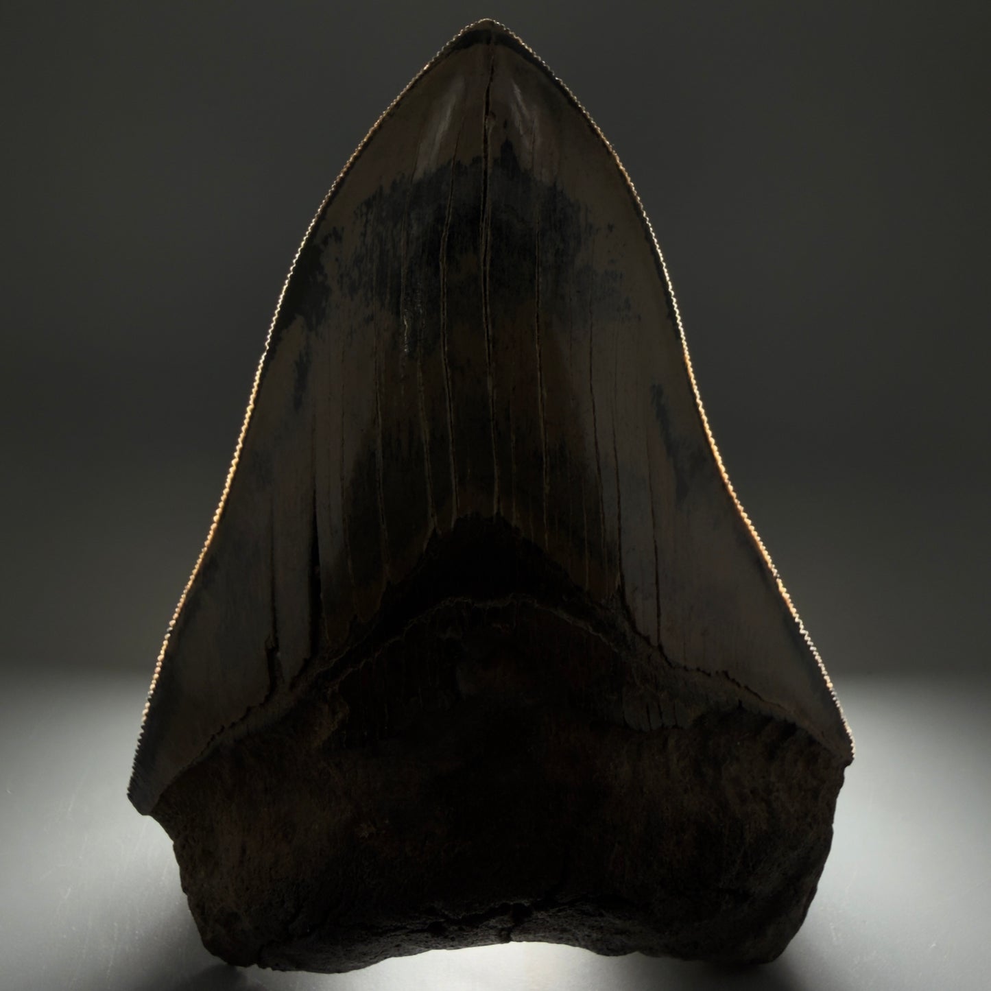 Front View Authentic 5.31" Collector Megalodon Tooth from South Carolina – Collector's Quality CM5522 - 1