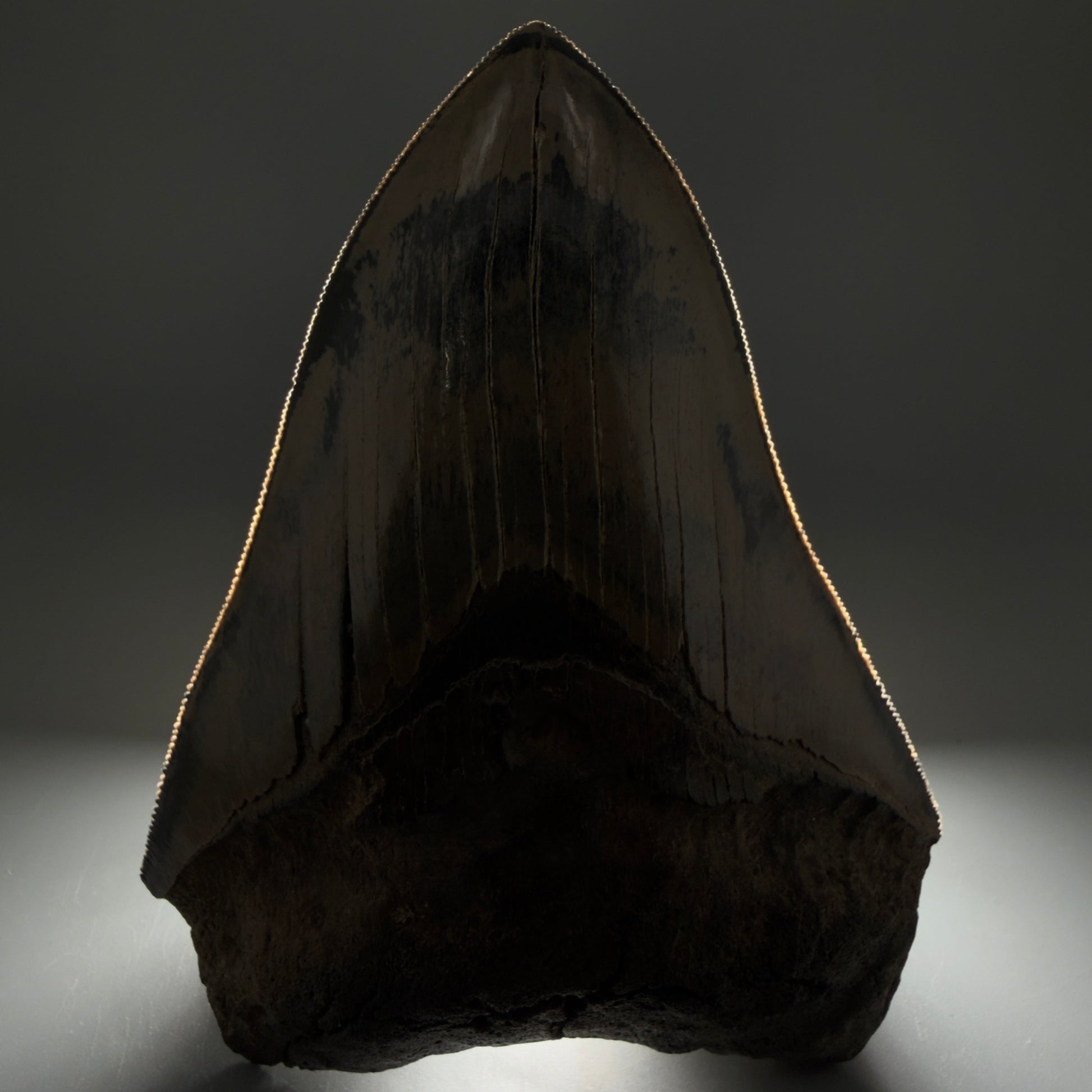 Front View Authentic 5.31" Collector Megalodon Tooth from South Carolina – Collector's Quality CM5522 - 1