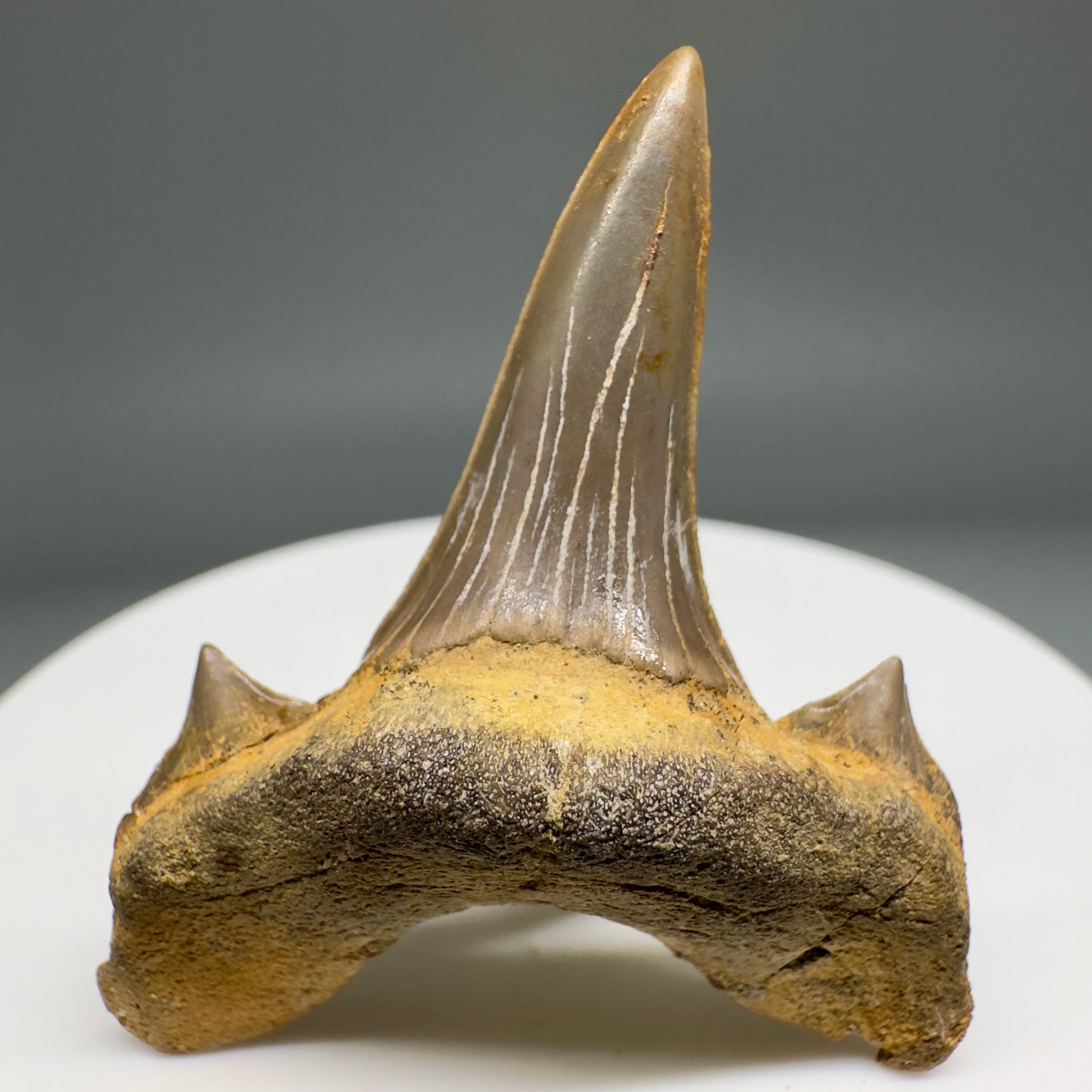 Rare 1.74" Fossil Extinct Mackerel Shark tooth - Cretodus crassidens - from South Dakota R617 - Front