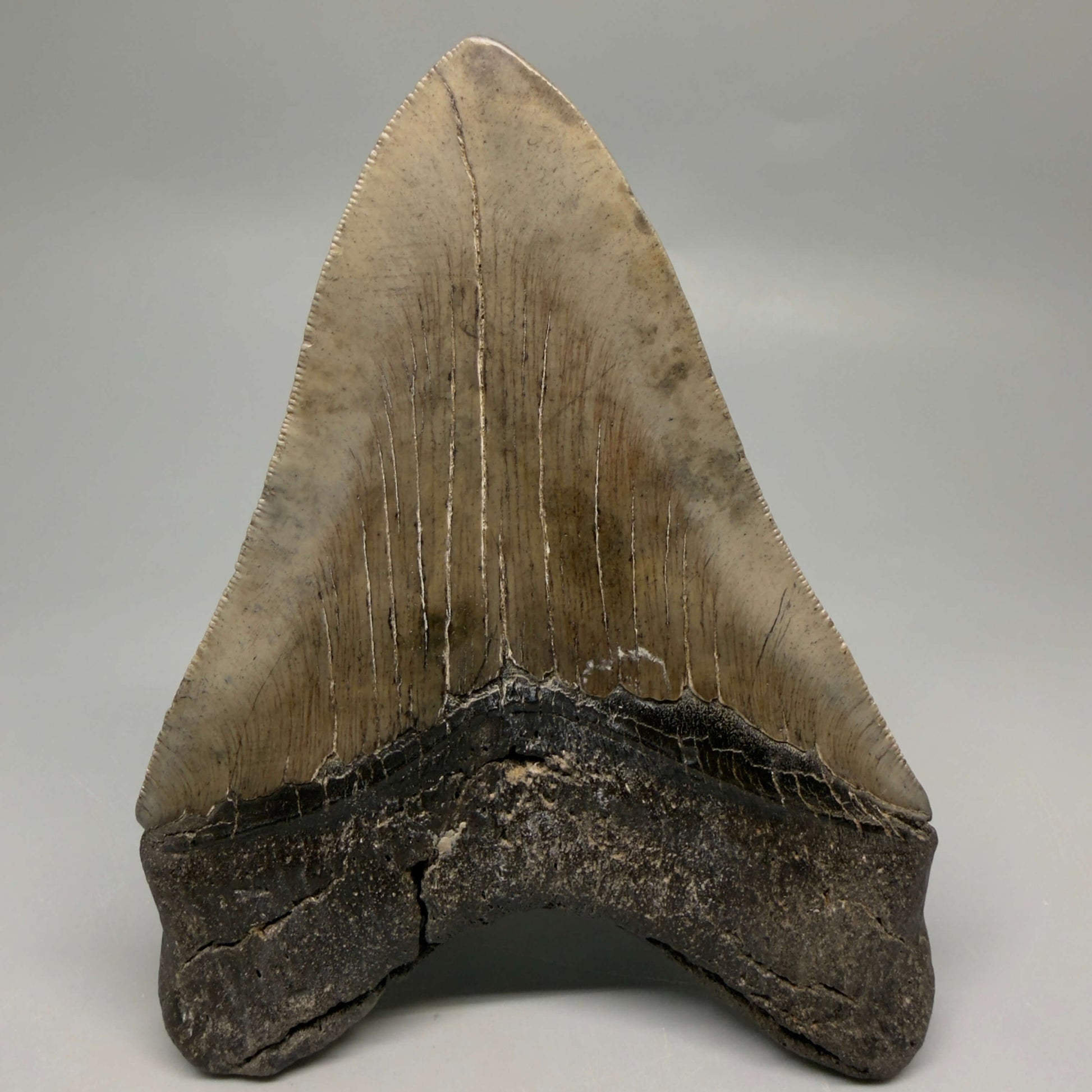 Back View Authentic Serrated 4.97" Megalodon Tooth from South Carolina – Great Shape MJ160