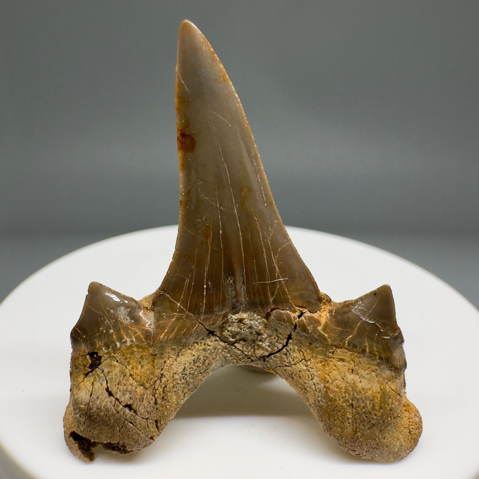 Rare 1.74" Fossil Extinct Mackerel Shark tooth - Cretodus crassidens - from South Dakota R617 - Back