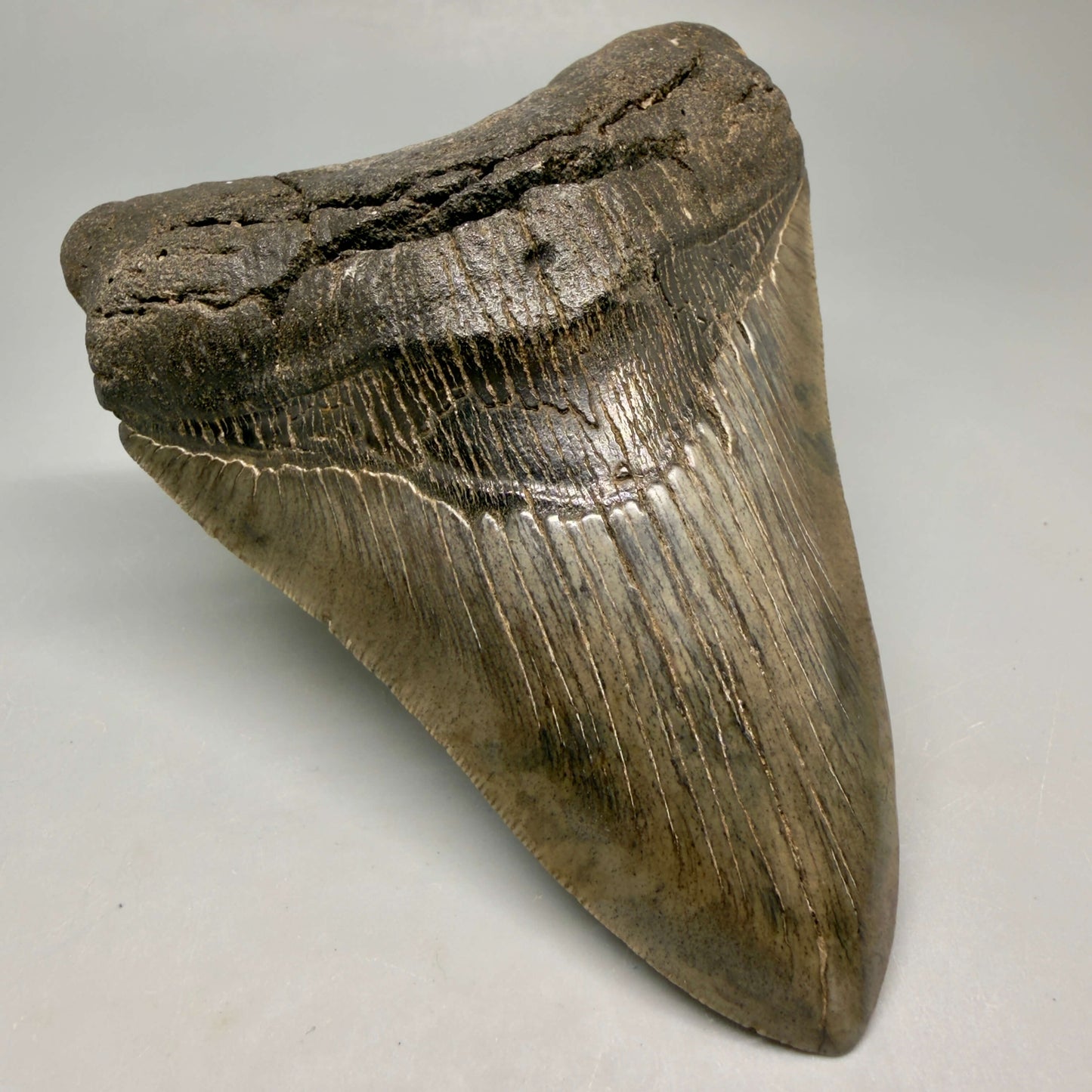 Front Left View Authentic Serrated 4.97" Megalodon Tooth from South Carolina – Great Shape MJ160