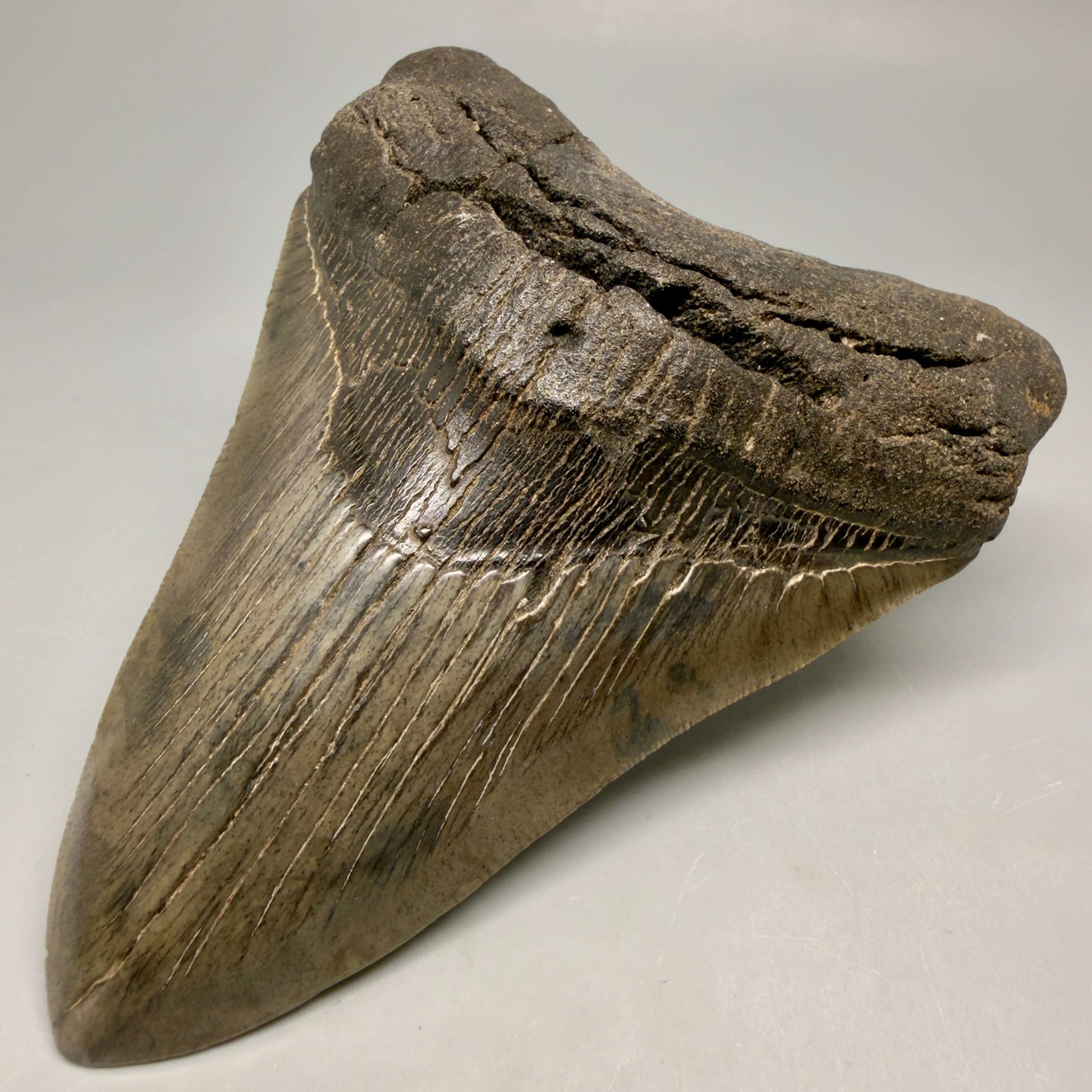 Front Right View Authentic Serrated 4.97" Megalodon Tooth from South Carolina – Great Shape MJ160