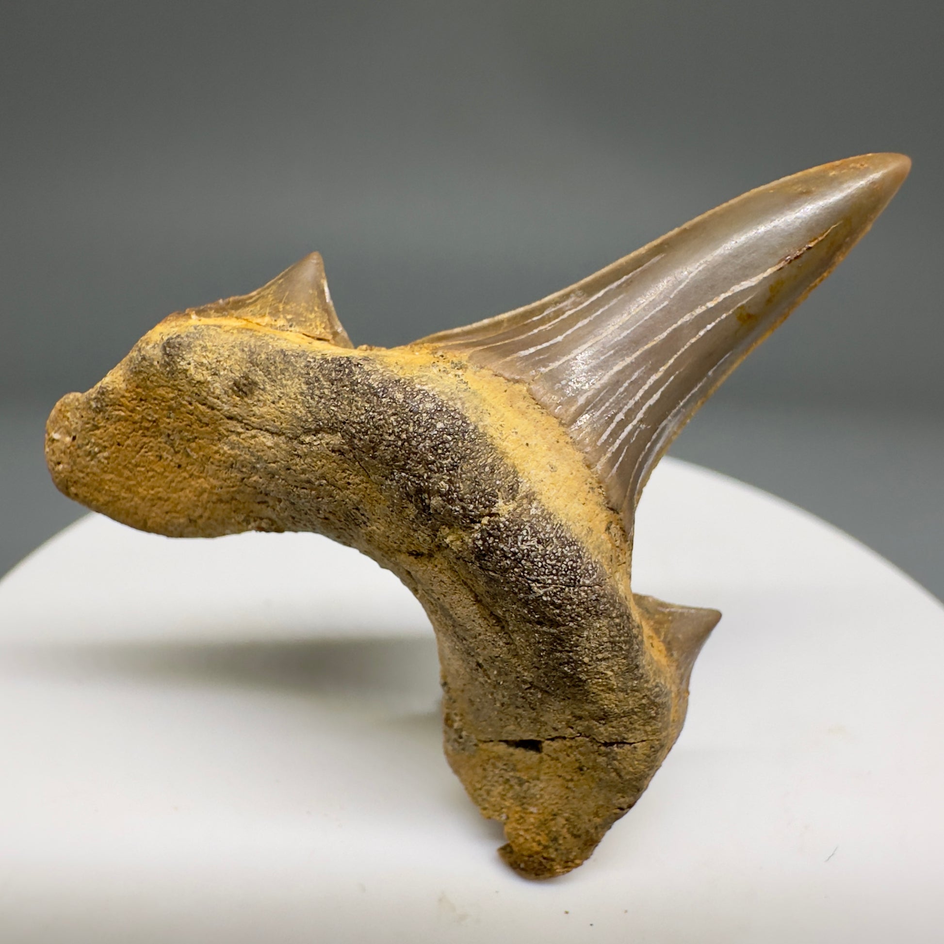 Rare 1.74" Fossil Extinct Mackerel Shark tooth - Cretodus crassidens - from South Dakota R617 - Front1