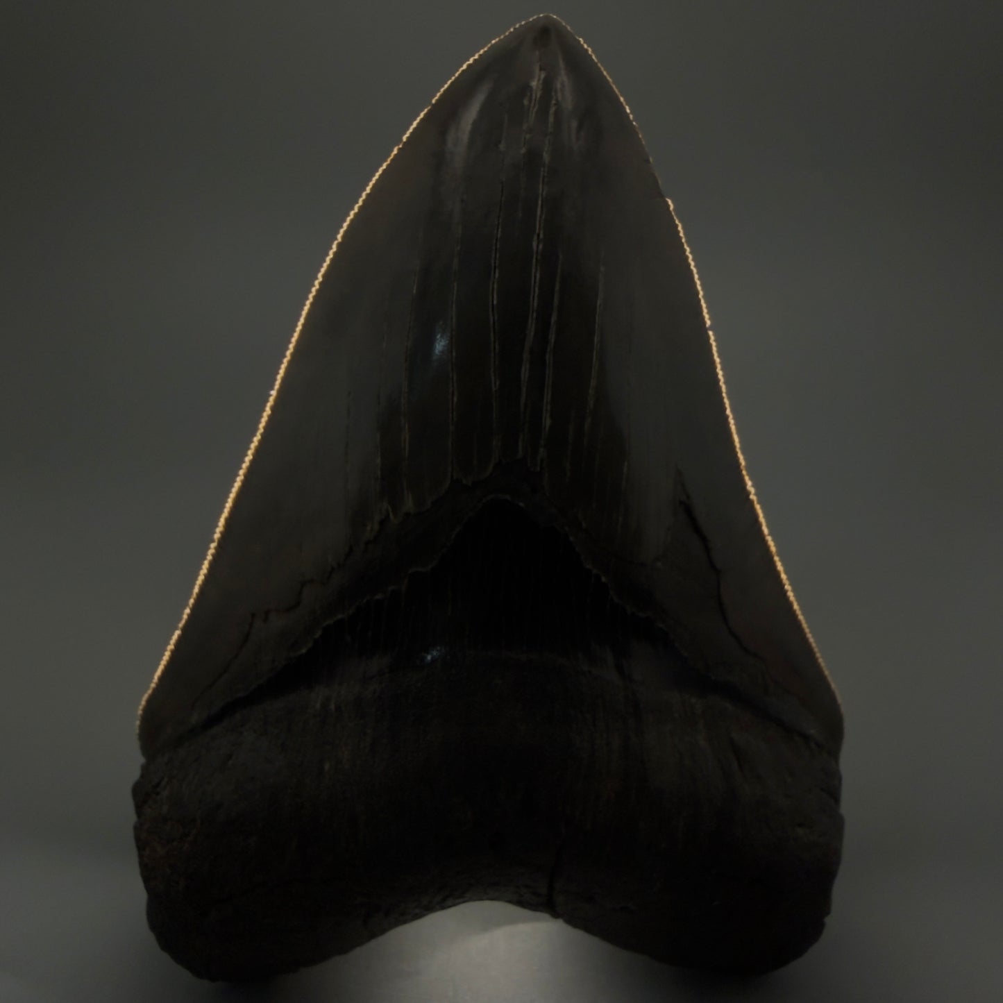 Front View Authentic, heart-shaped 4.91" Collector Megalodon Tooth from South Carolina – Very Colorful GM5521 - 1