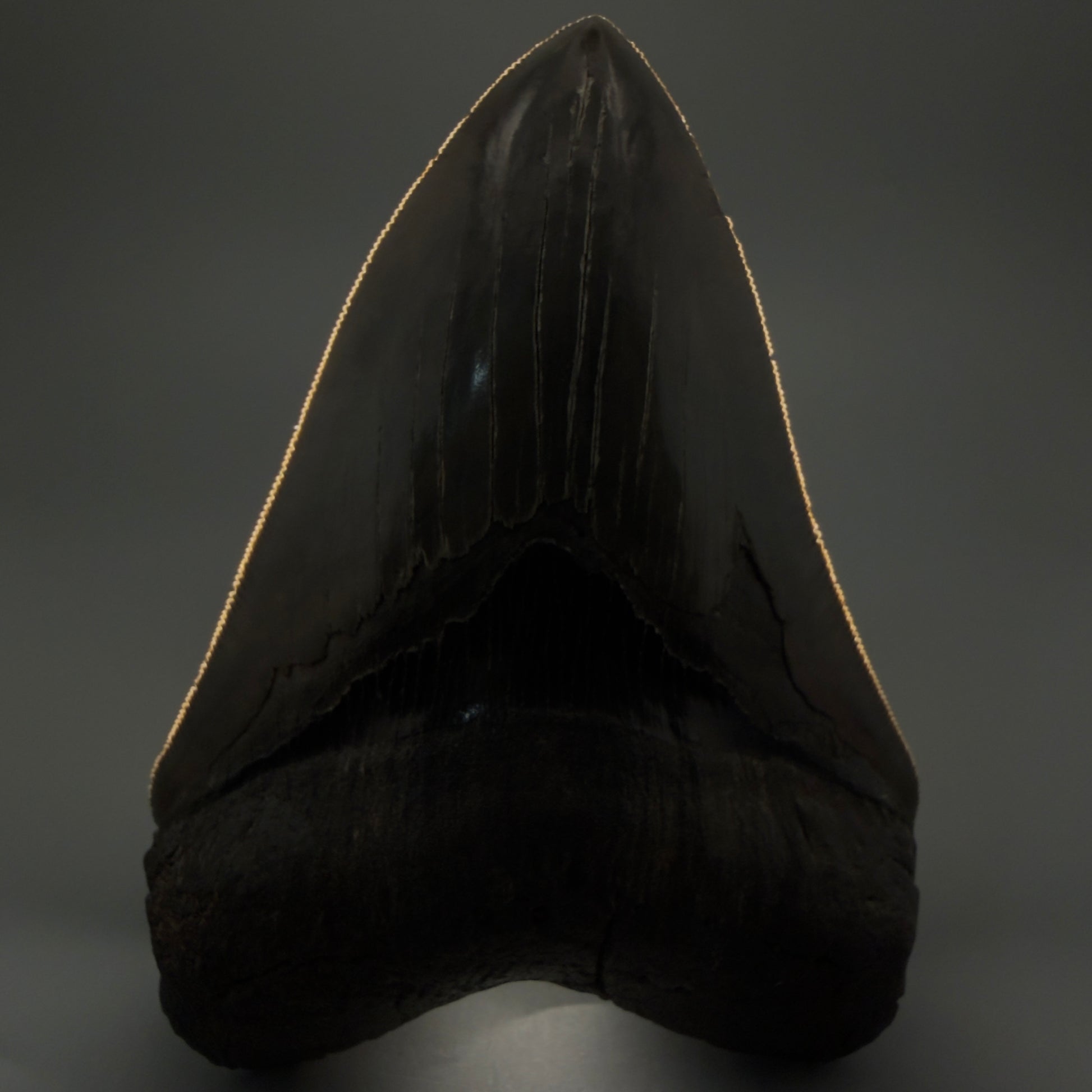 Front View Authentic, heart-shaped 4.91" Collector Megalodon Tooth from South Carolina – Very Colorful GM5521 - 1