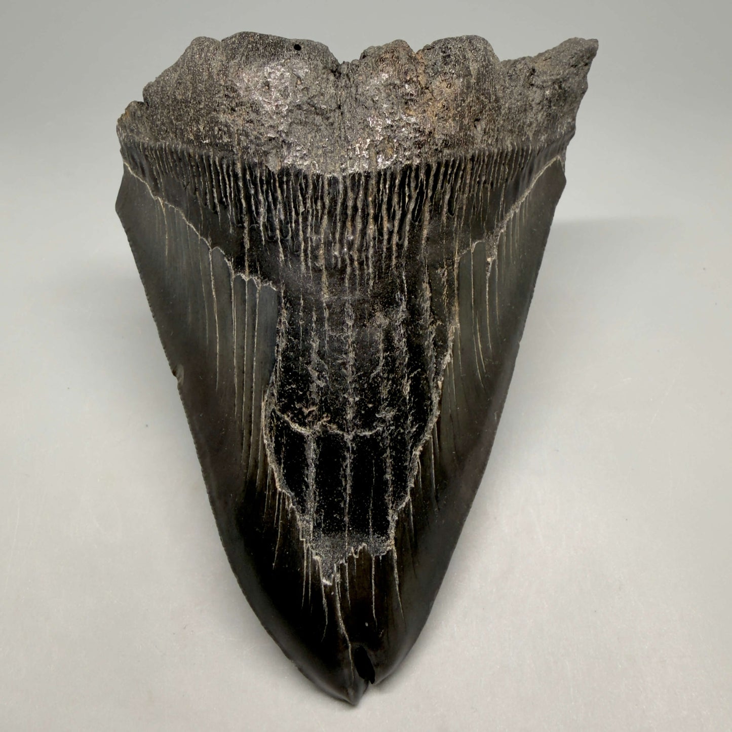 Front View Deformed, split tip 4.71" Fossil Megalodon Tooth from South Carolina MJ159 - 1