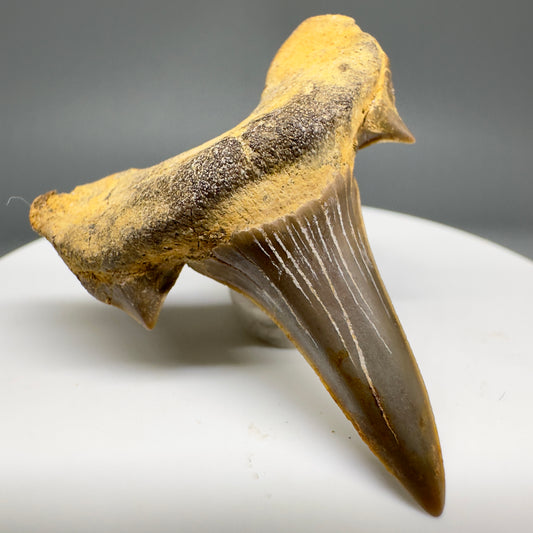 Rare 1.74" Fossil Extinct Mackerel Shark tooth - Cretodus crassidens - from South Dakota R617 - Front Left