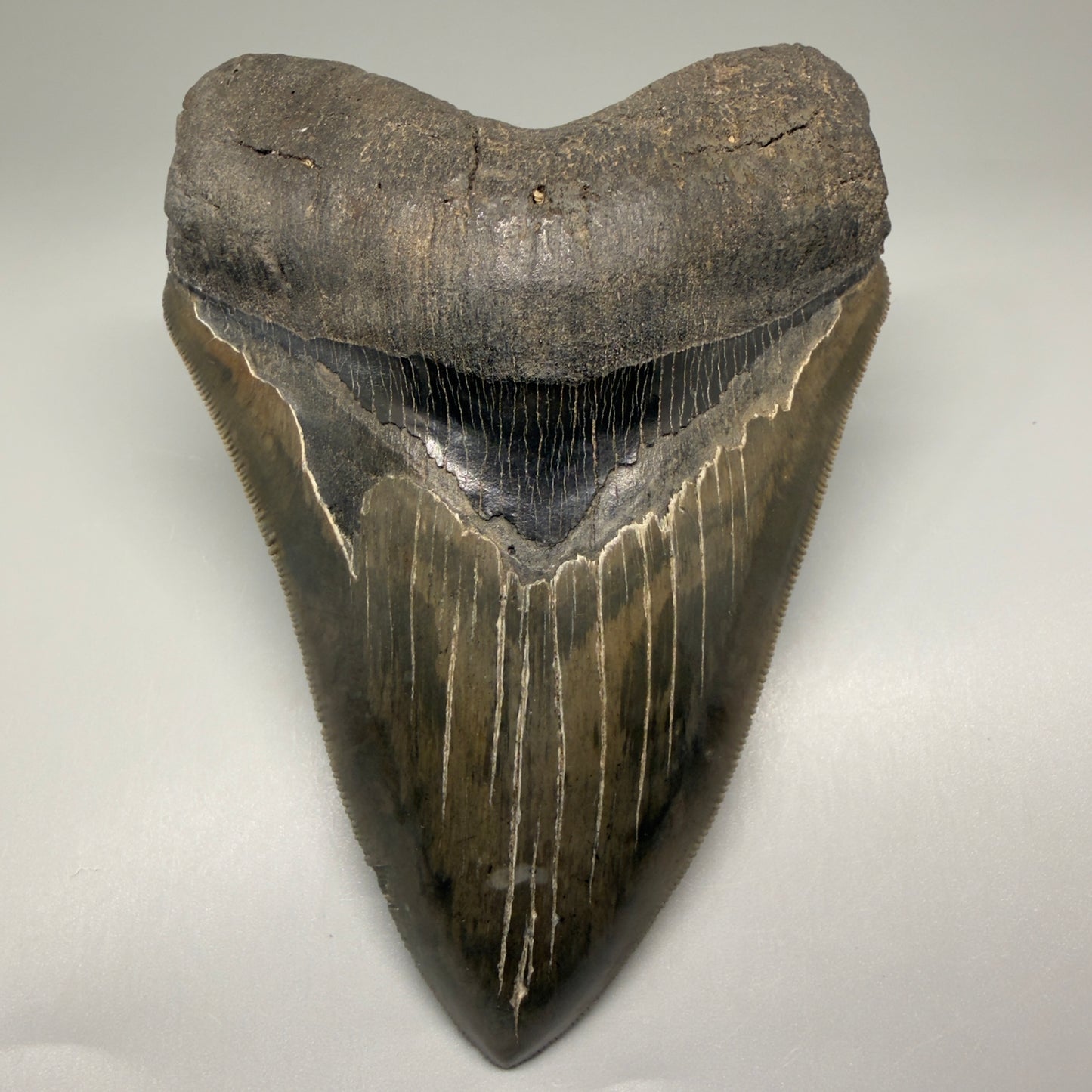 Front View Authentic, heart-shaped 4.91" Collector Megalodon Tooth from South Carolina – Very Colorful GM5521 - 2