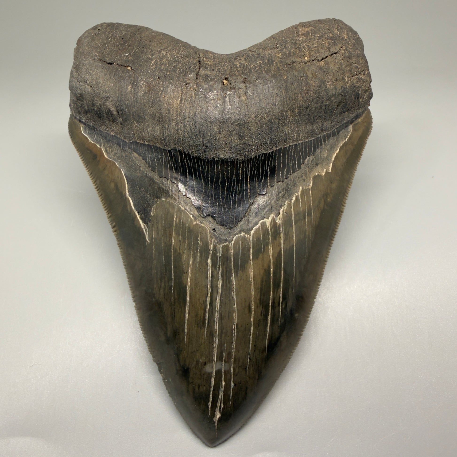 Front View Authentic, heart-shaped 4.91" Collector Megalodon Tooth from South Carolina – Very Colorful GM5521 - 2