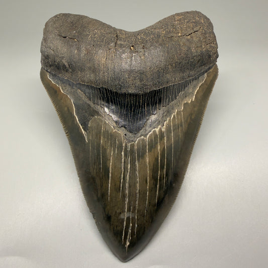 Front View Authentic, heart-shaped 4.91" Collector Megalodon Tooth from South Carolina – Very Colorful GM5521 - 2