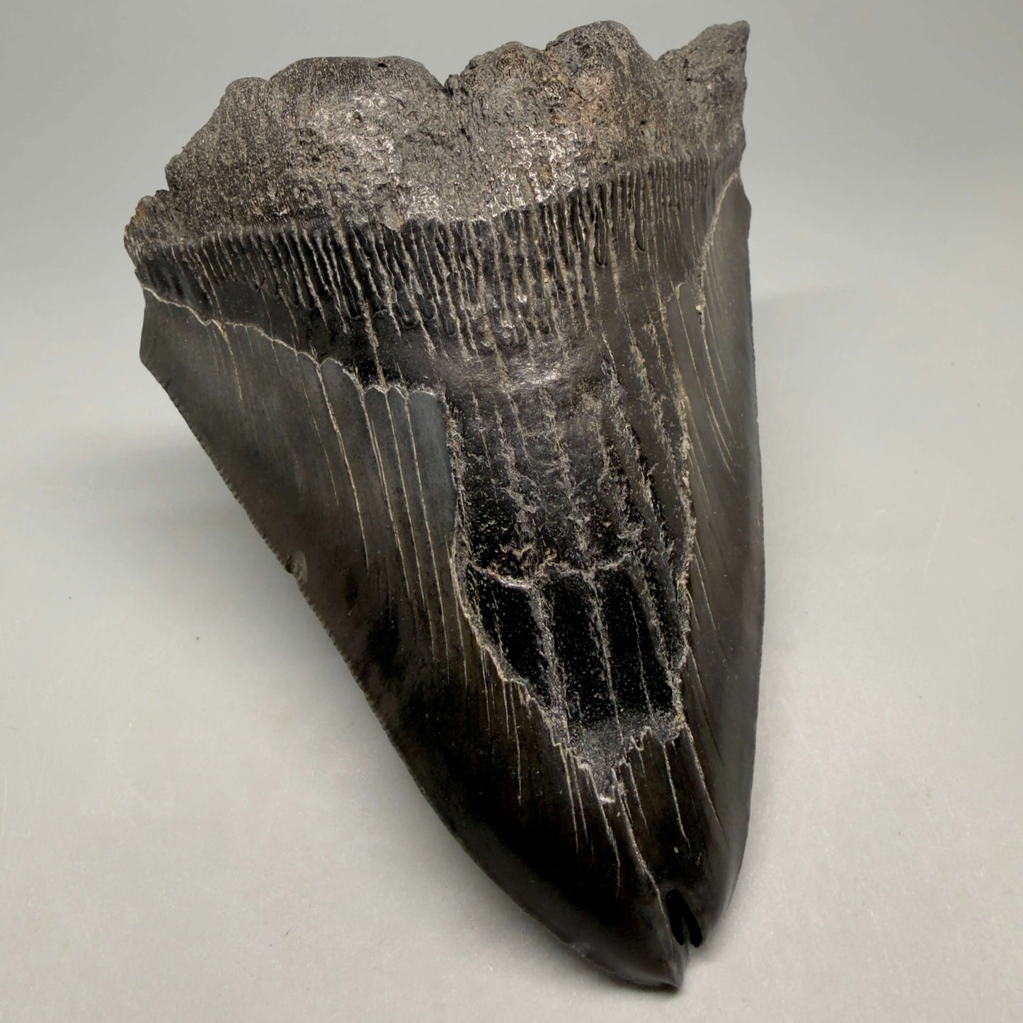 Front Left View  Deformed, split tip 4.71" Fossil Megalodon Tooth from South Carolina MJ159 - Tip close up MJ159
