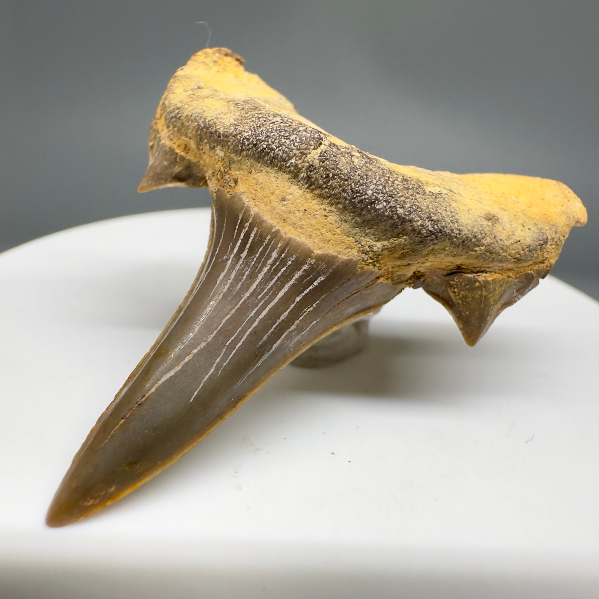 Rare 1.74" Fossil Extinct Mackerel Shark tooth - Cretodus crassidens - from South Dakota R617 - Front Right